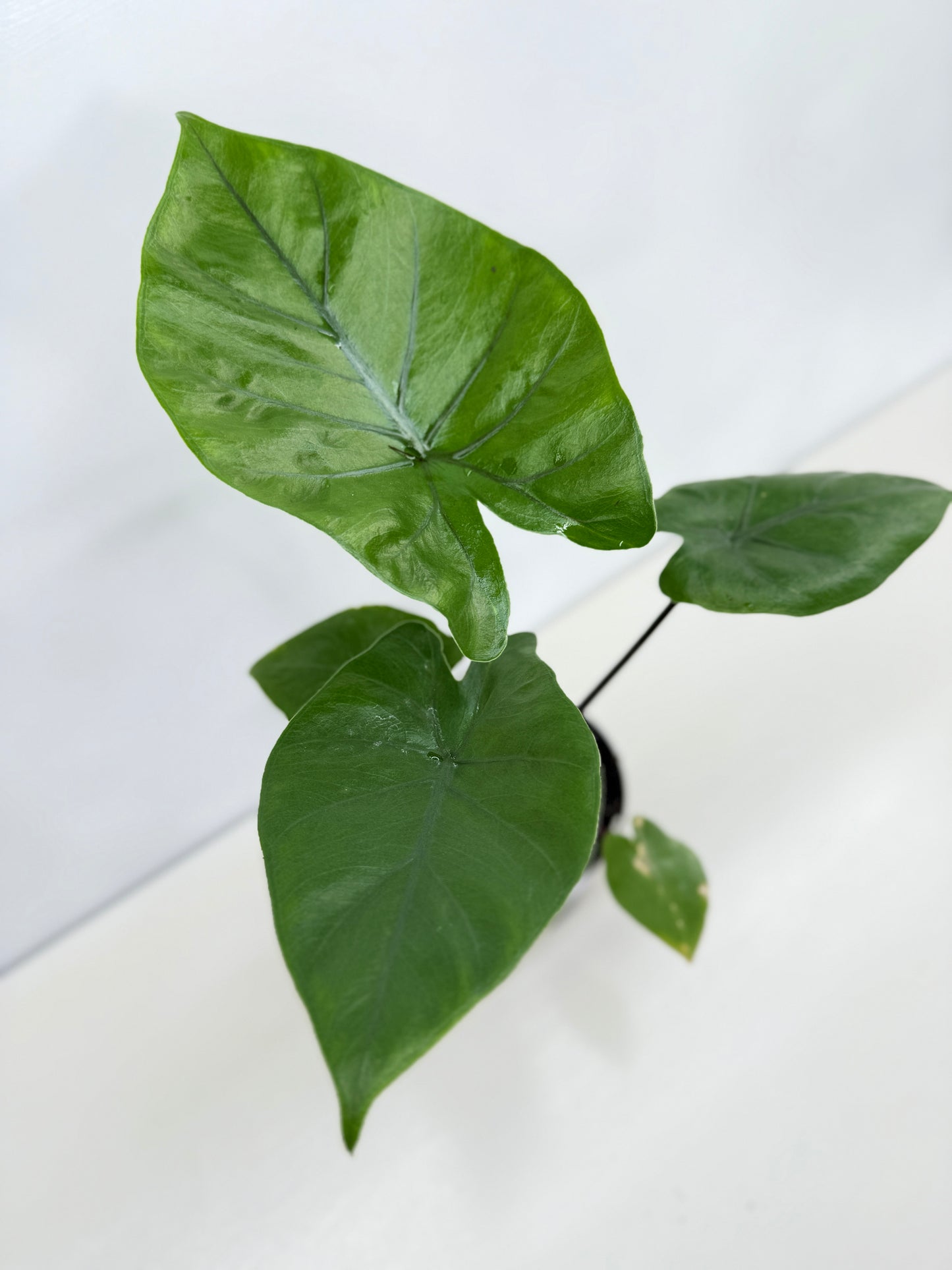 Alocasia Dark Star Z58