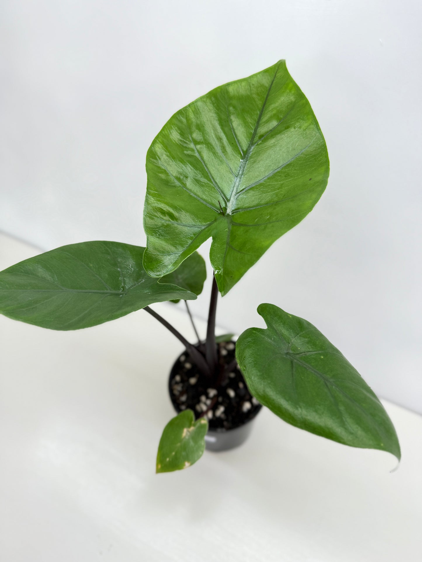 Alocasia Dark Star Z58