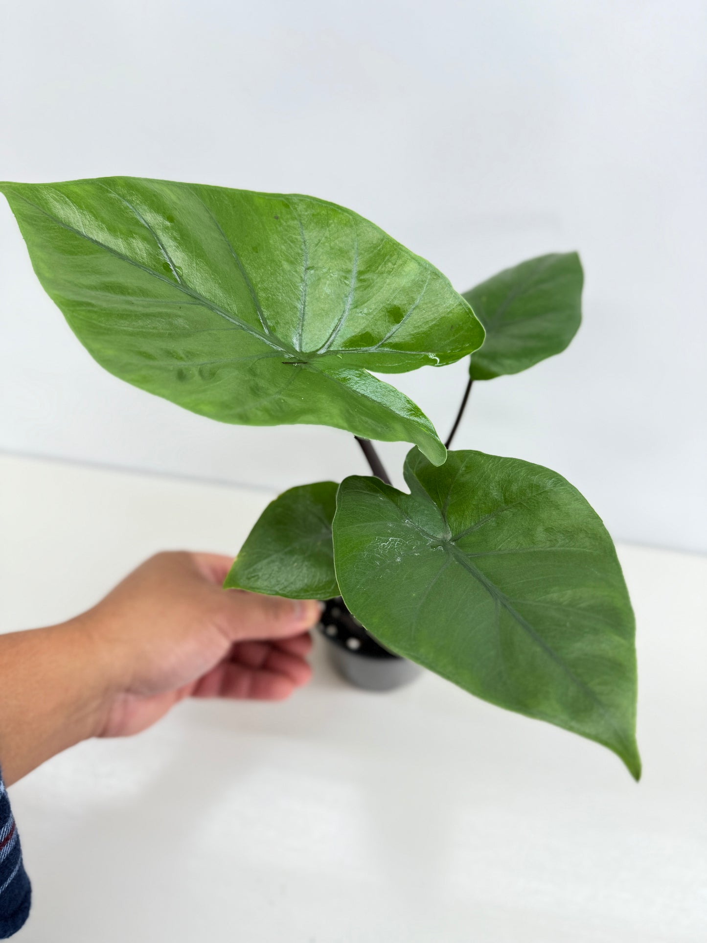 Alocasia Dark Star Z58