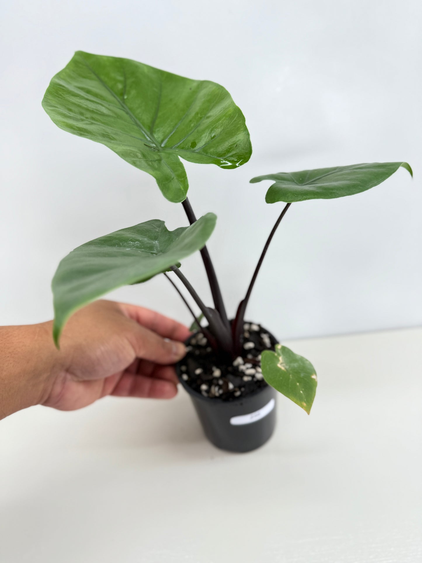 Alocasia Dark Star Z58