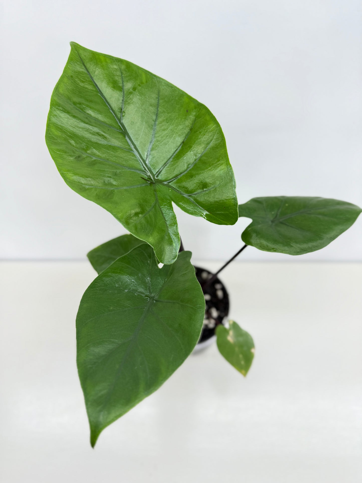 Alocasia Dark Star Z58
