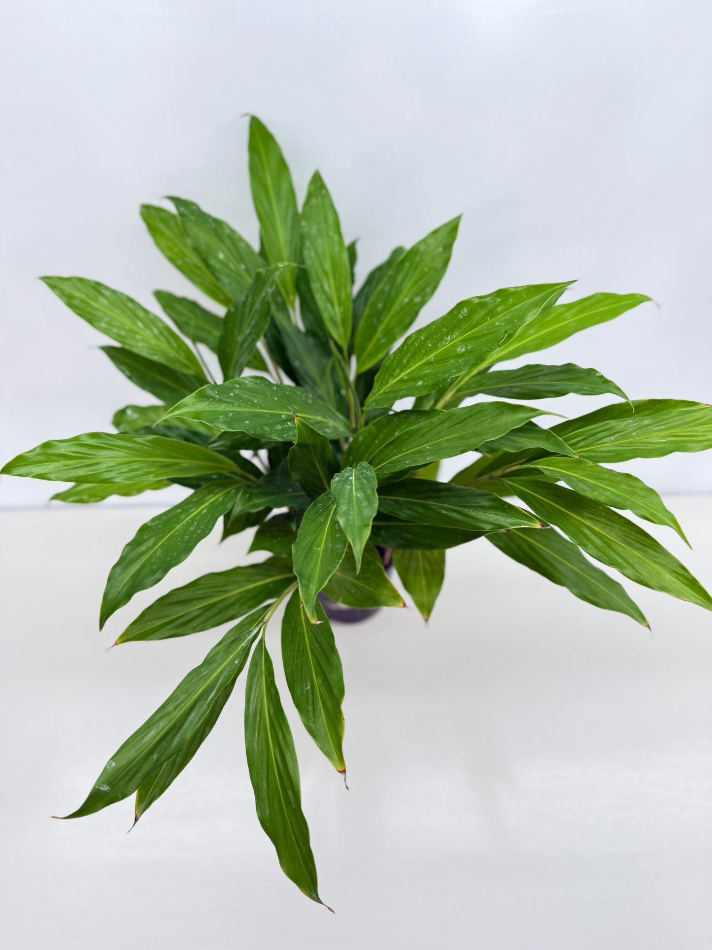 Pupurata Red Ginger Z59
