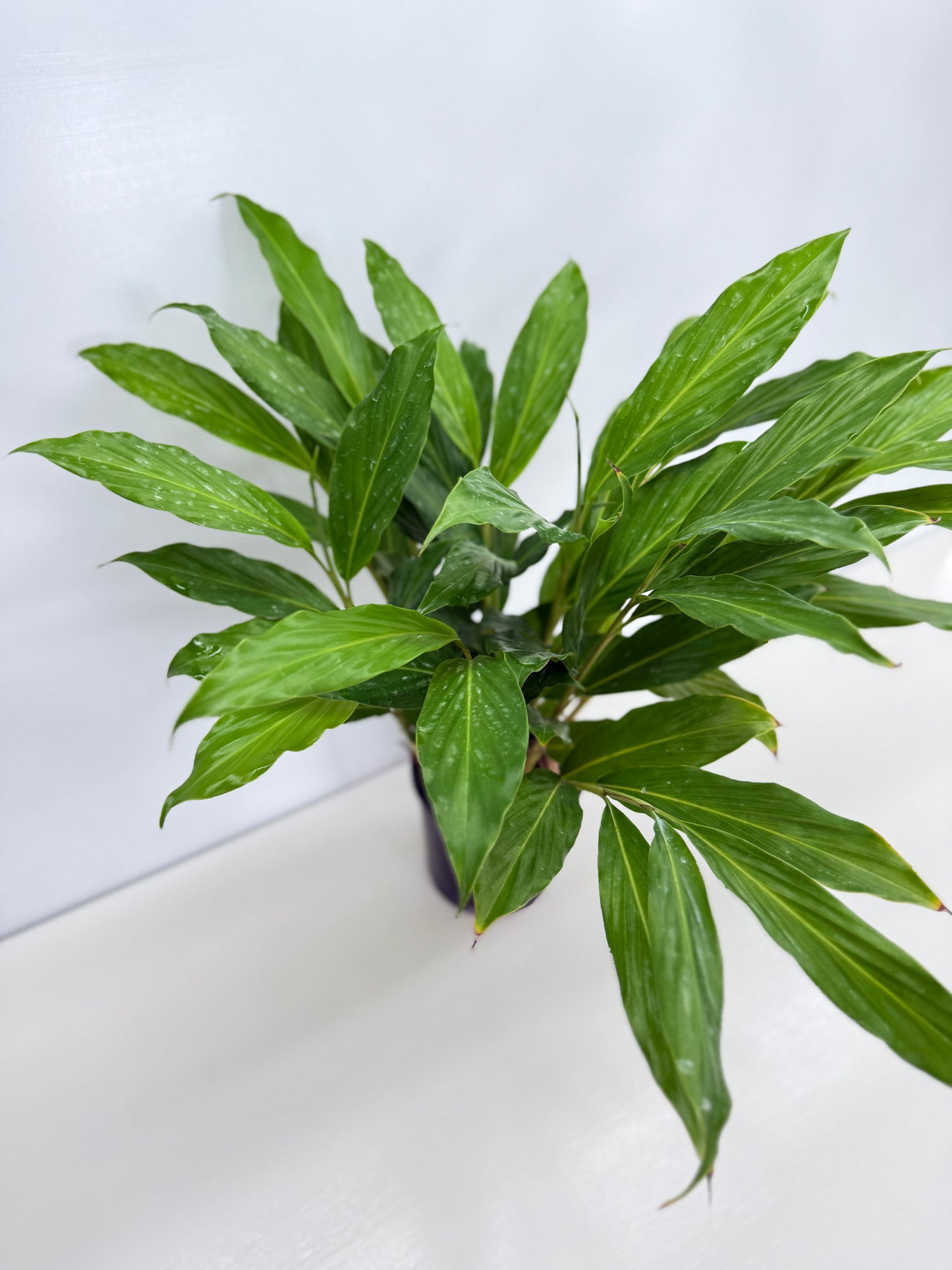 Pupurata Red Ginger Z59