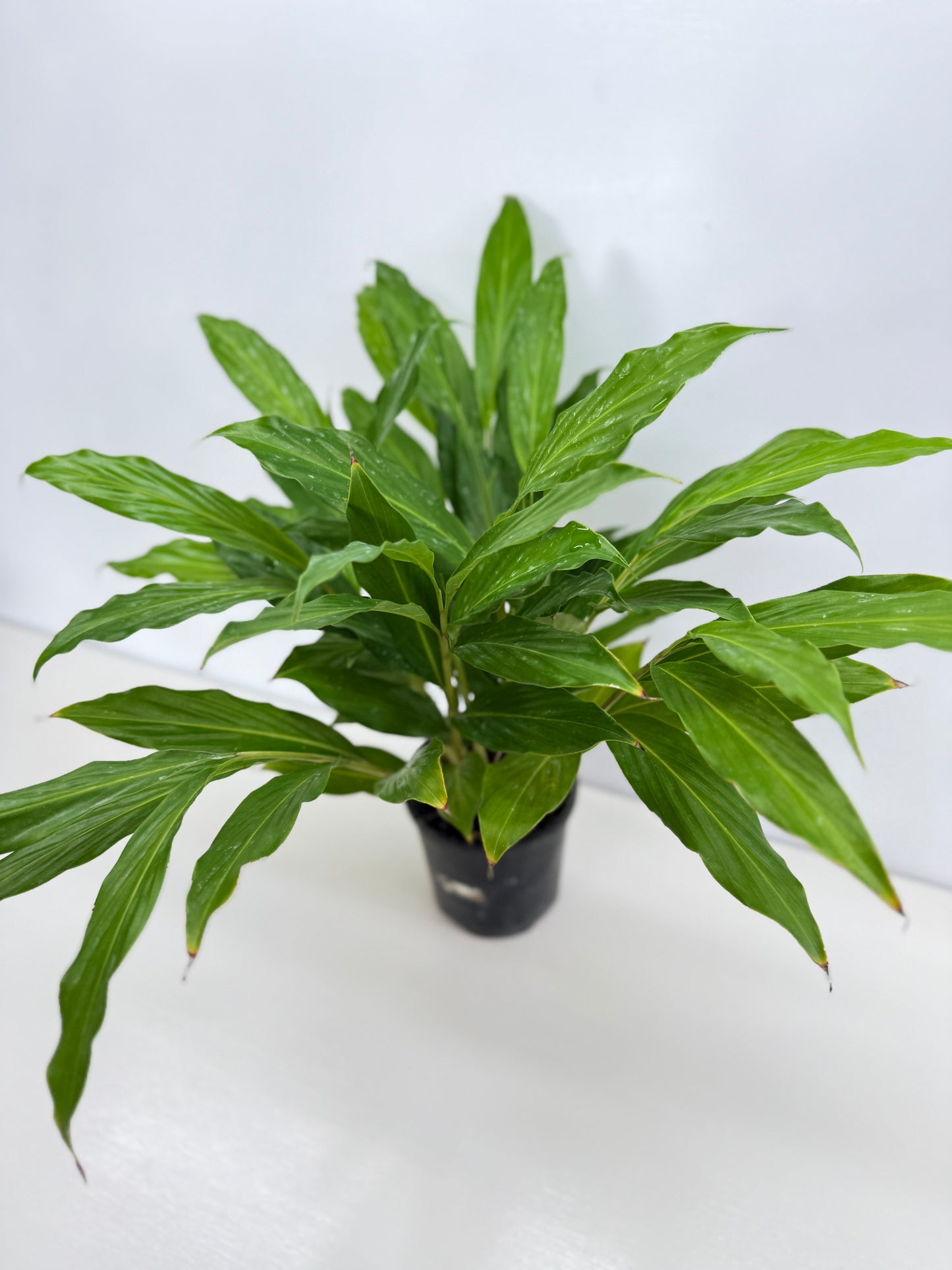 Pupurata Red Ginger Z59