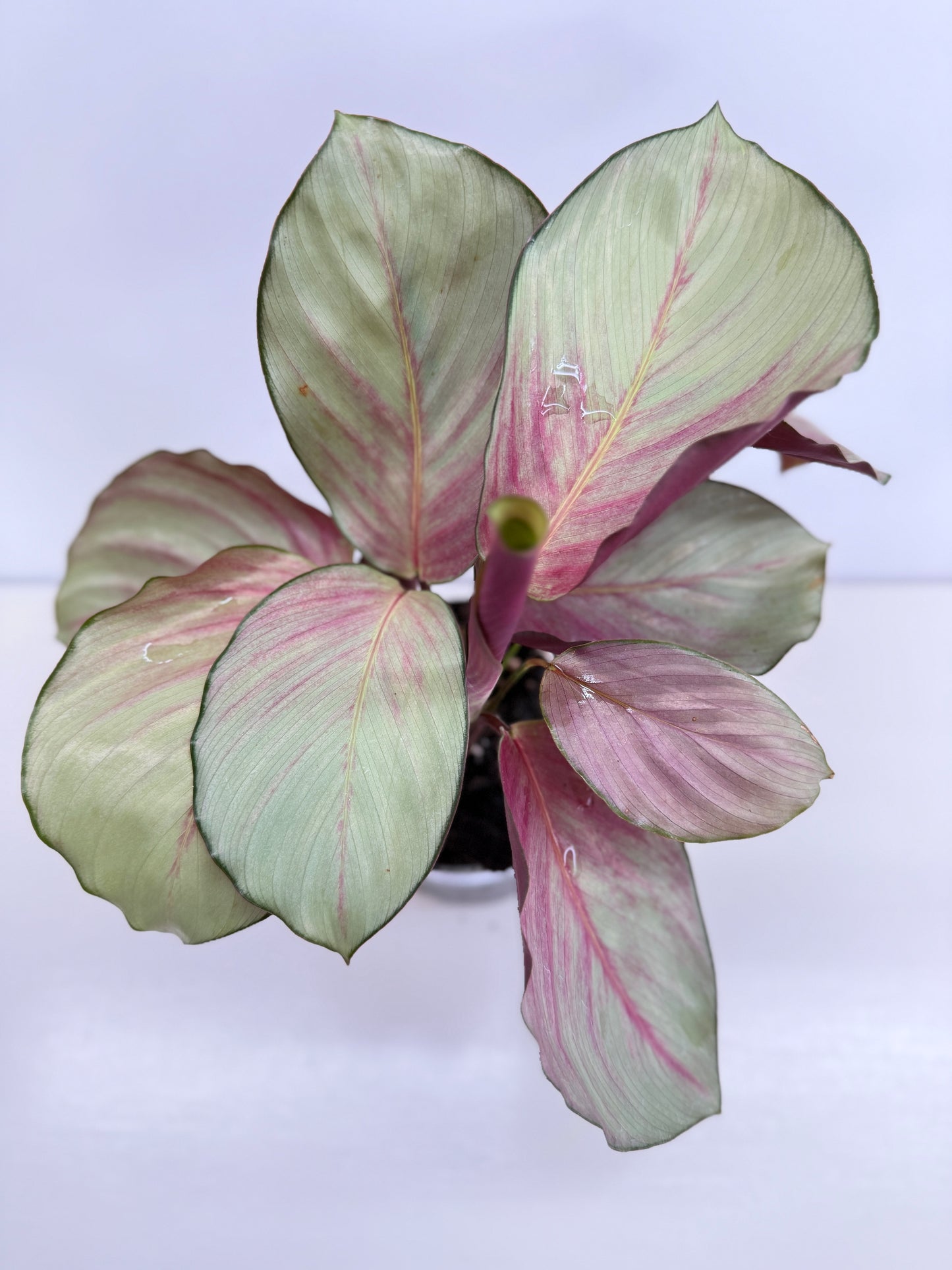 Calathea Silver Plate - Best Pick of the Crop!