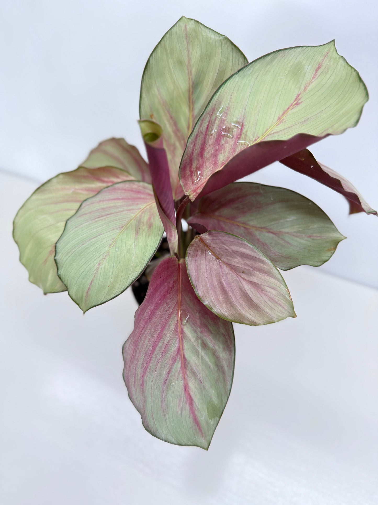 Calathea Silver Plate - Best Pick of the Crop!