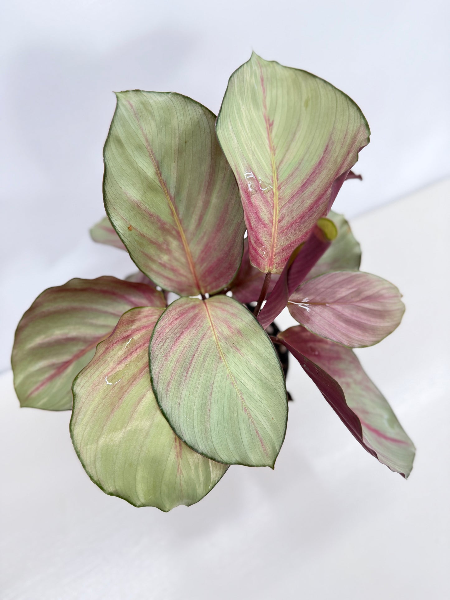 Calathea Silver Plate - Best Pick of the Crop!
