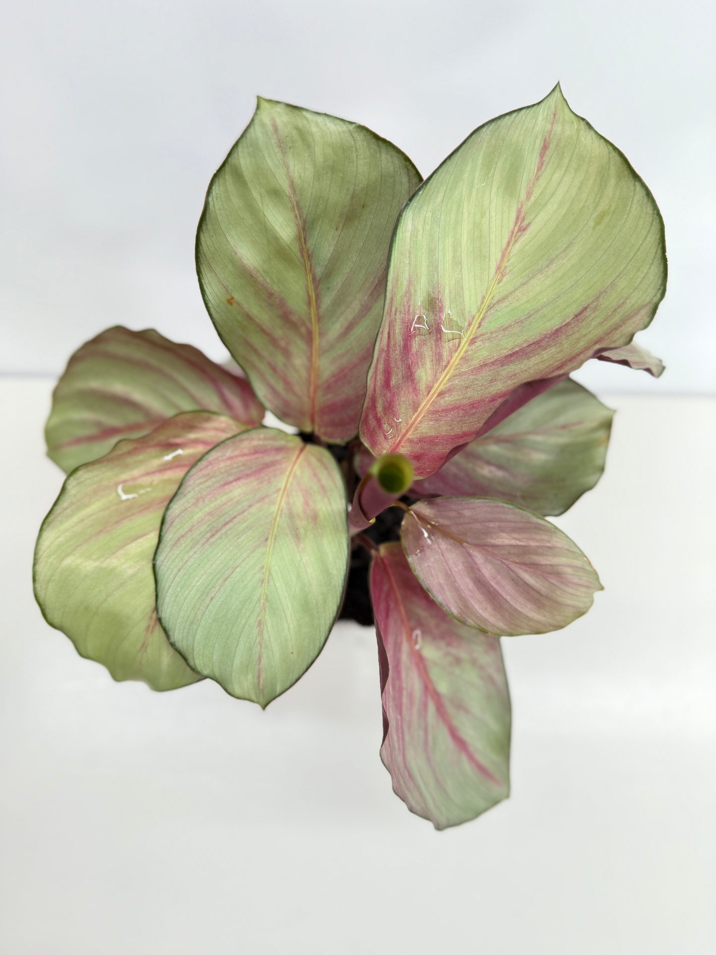 Calathea Silver Plate - Best Pick of the Crop!