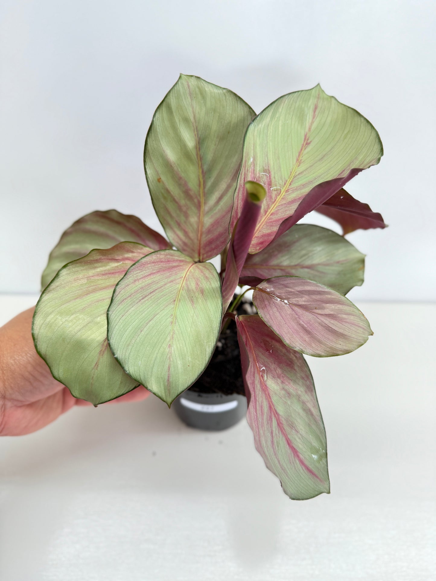Calathea Silver Plate - Best Pick of the Crop!