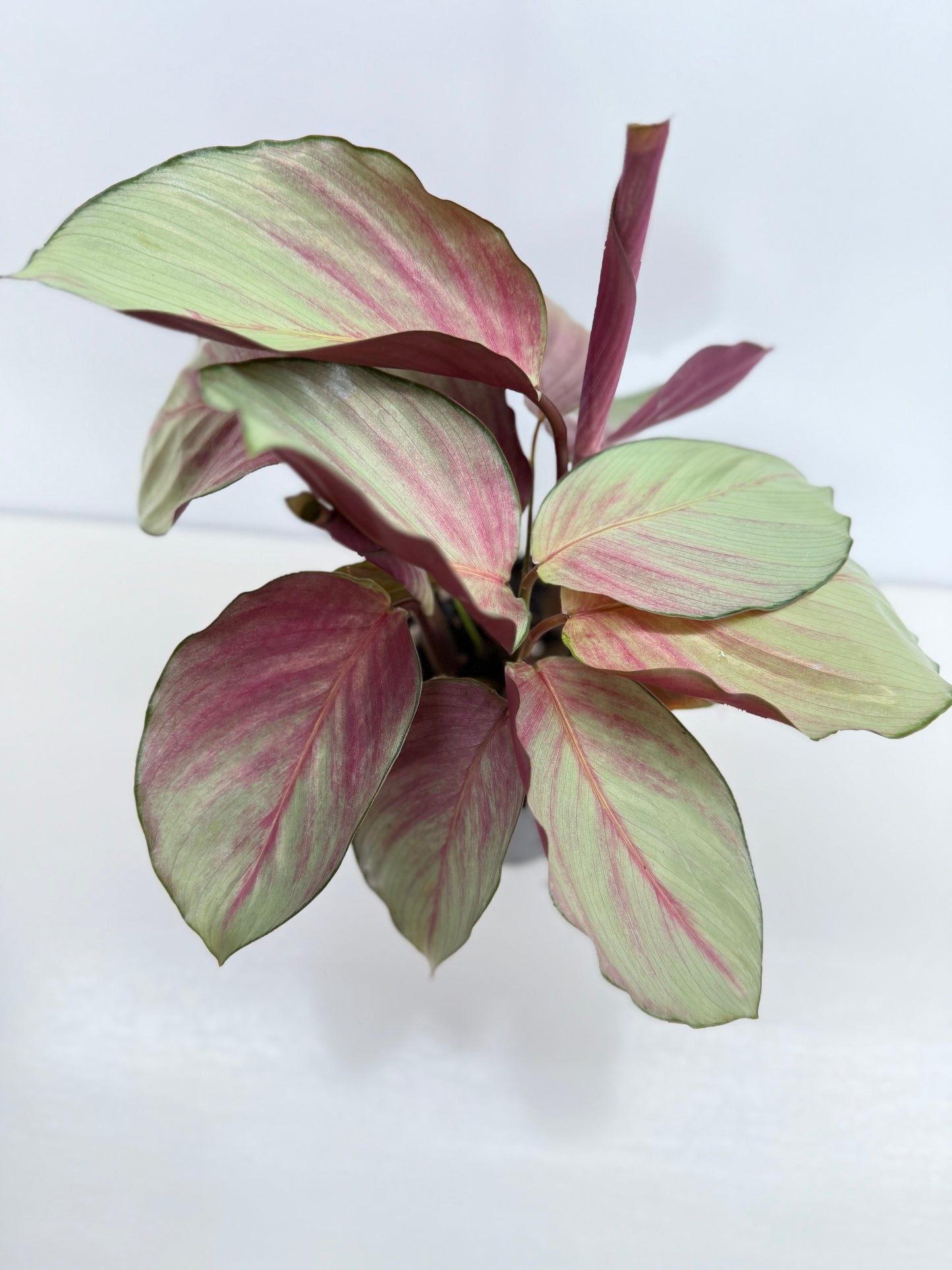 Calathea Silver Plate - Best Pick of the Crop!