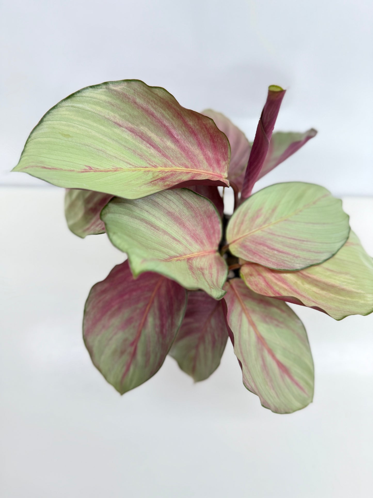 Calathea Silver Plate - Best Pick of the Crop!
