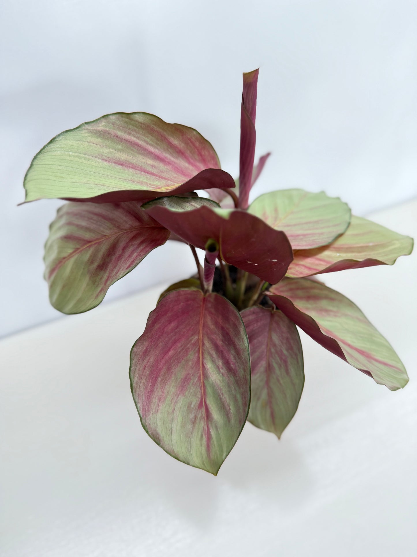 Calathea Silver Plate - Best Pick of the Crop!