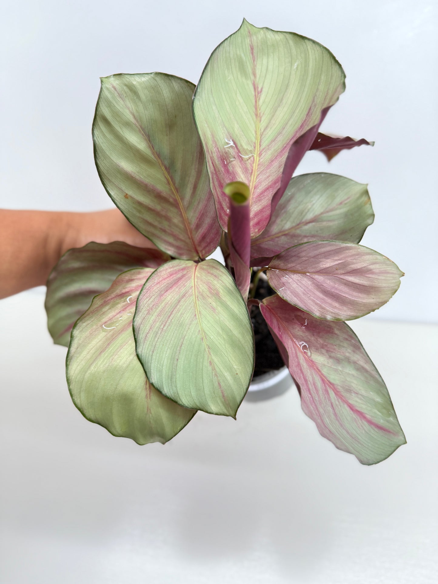 Calathea Silver Plate - Best Pick of the Crop!
