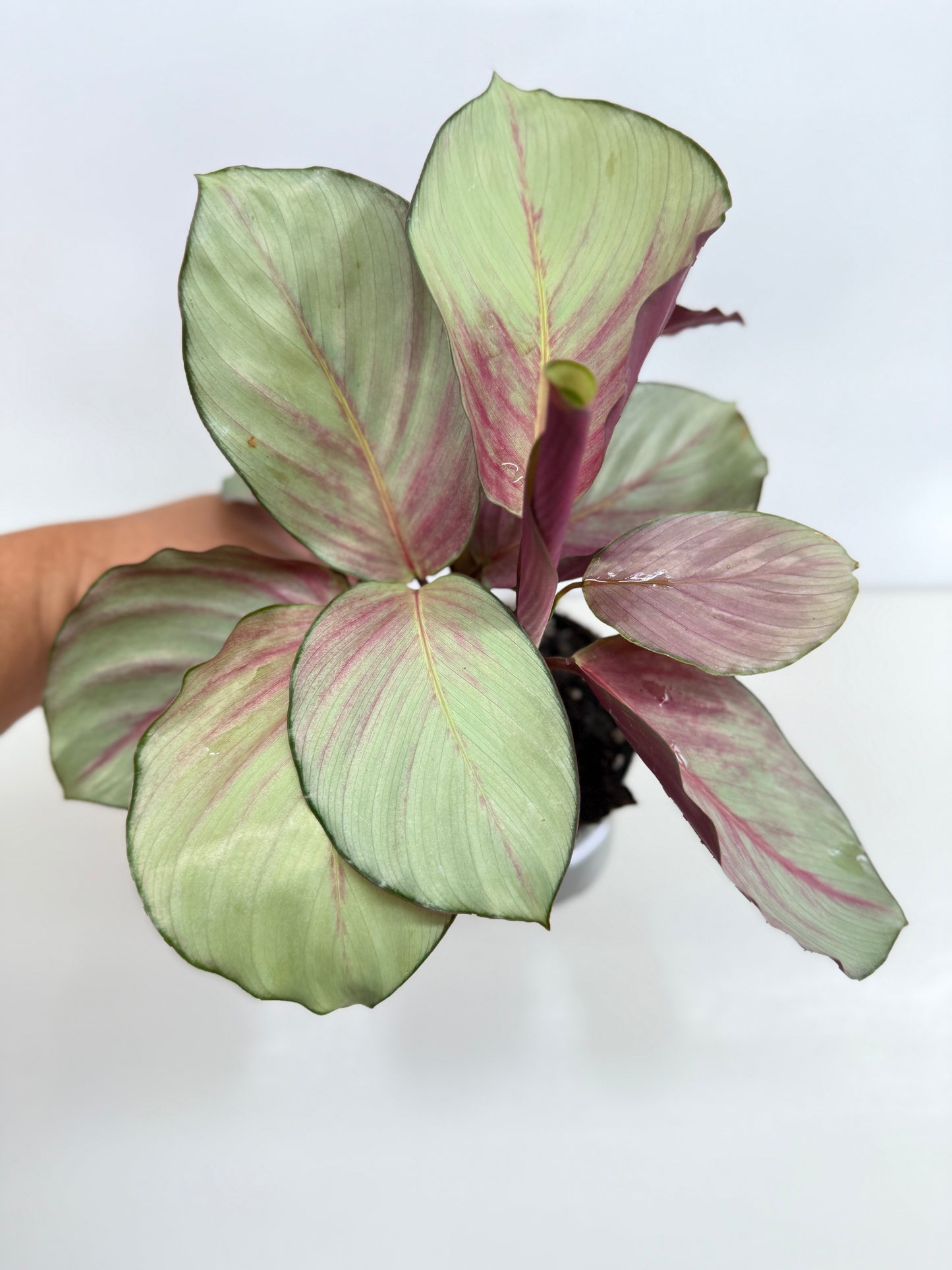 Calathea Silver Plate - Best Pick of the Crop!