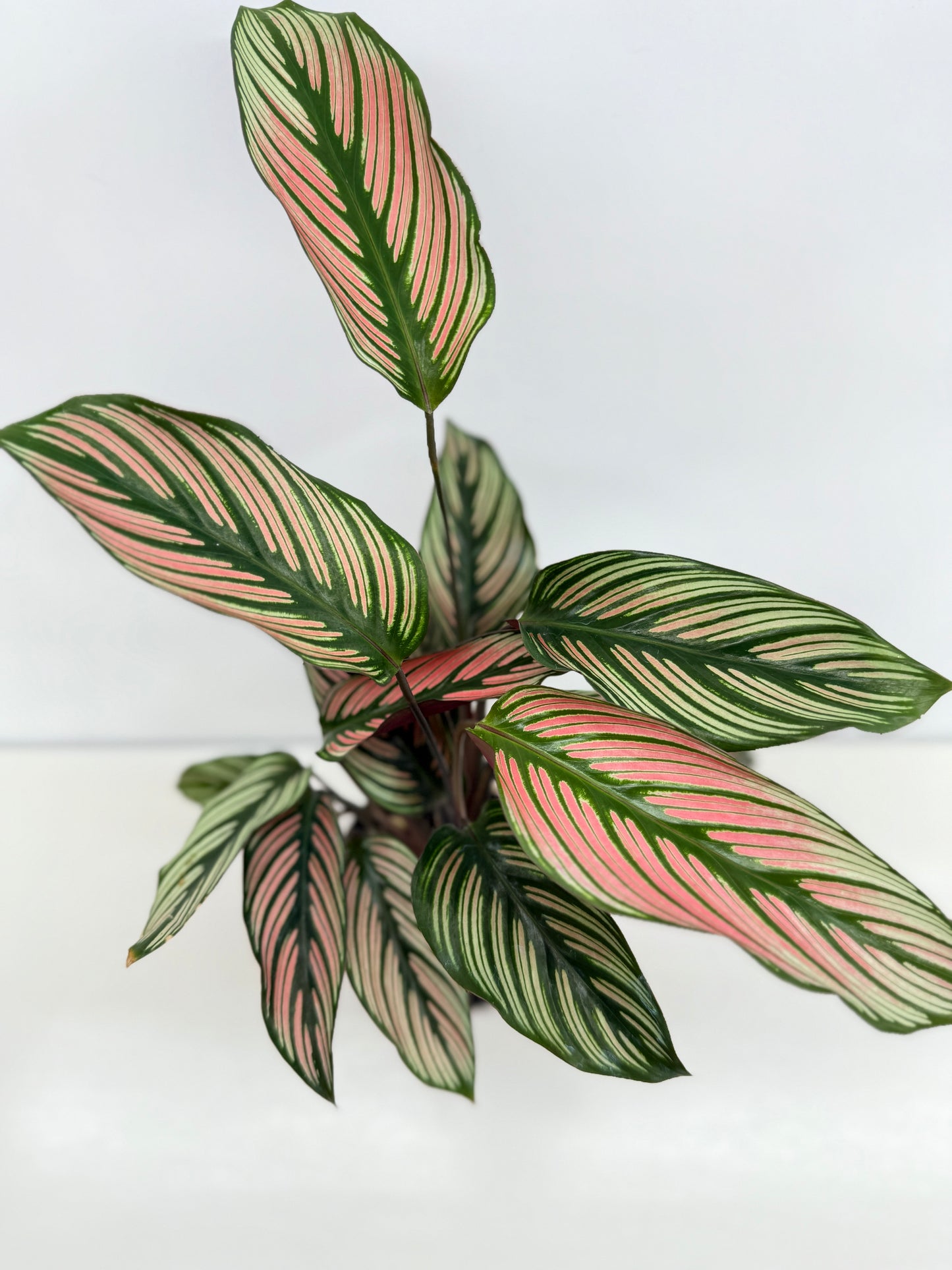 Calathea White Star - Best Pick of the Crop!