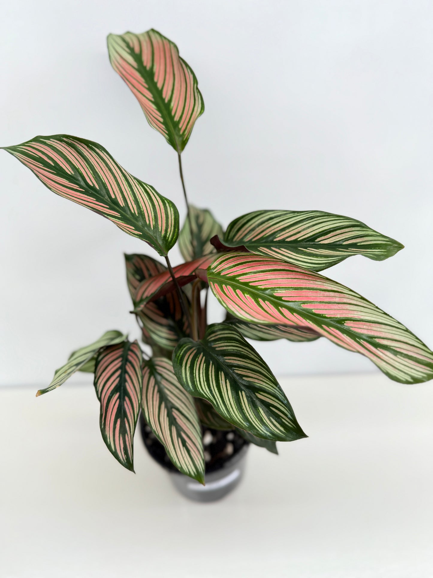 Calathea White Star - Best Pick of the Crop!