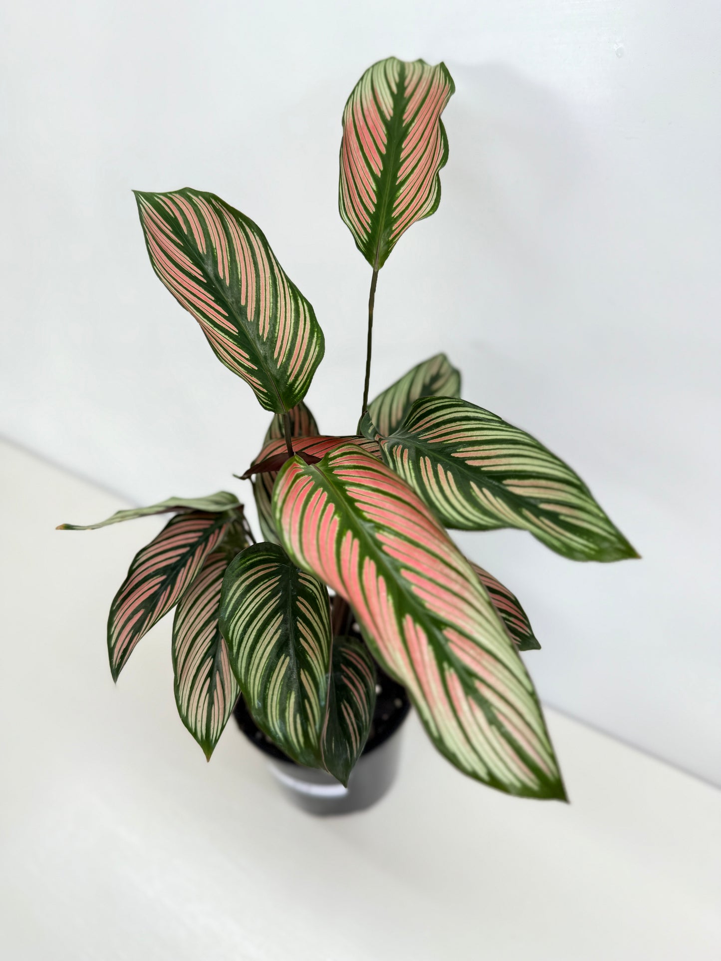 Calathea White Star - Best Pick of the Crop!