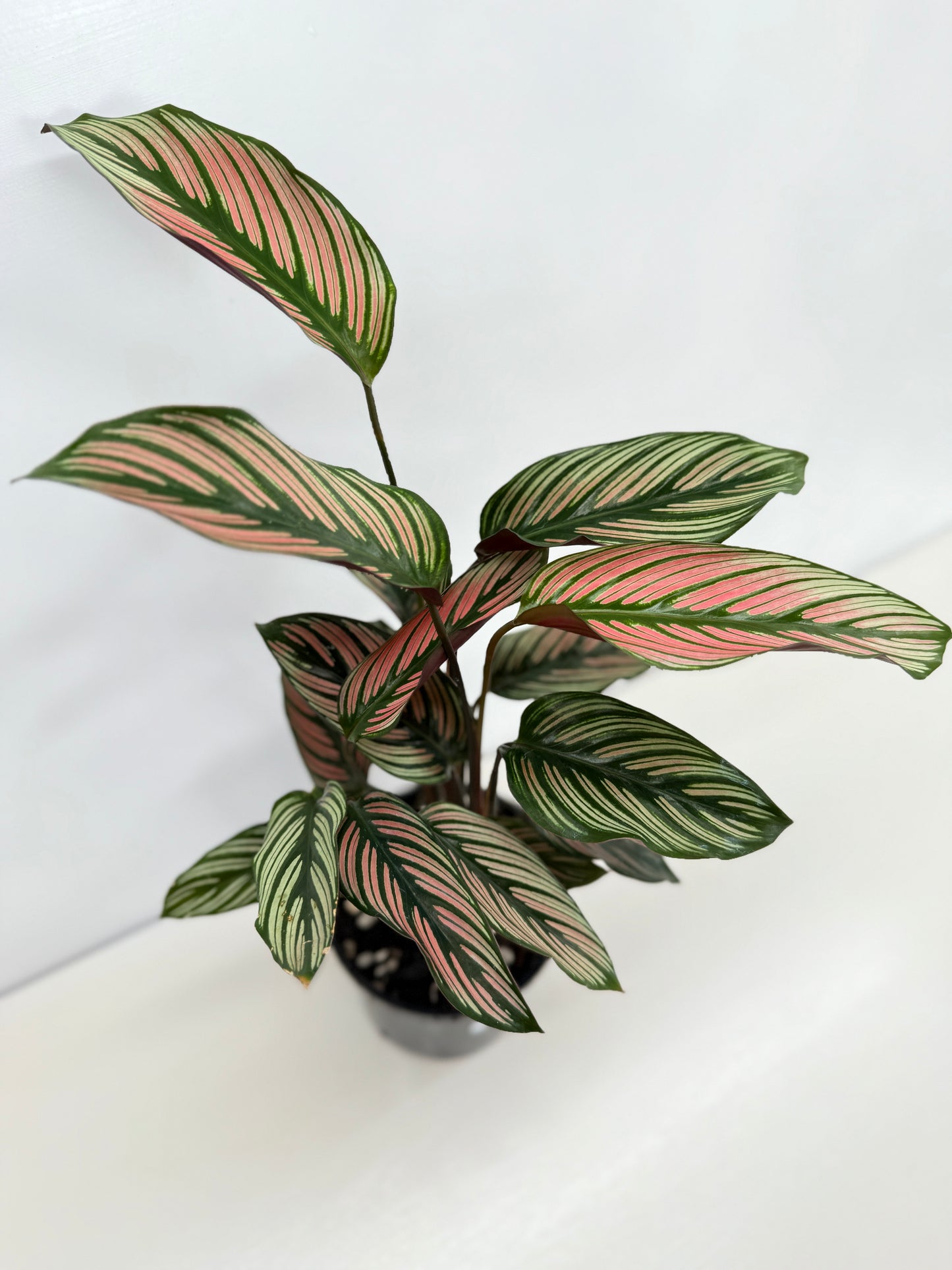 Calathea White Star - Best Pick of the Crop!
