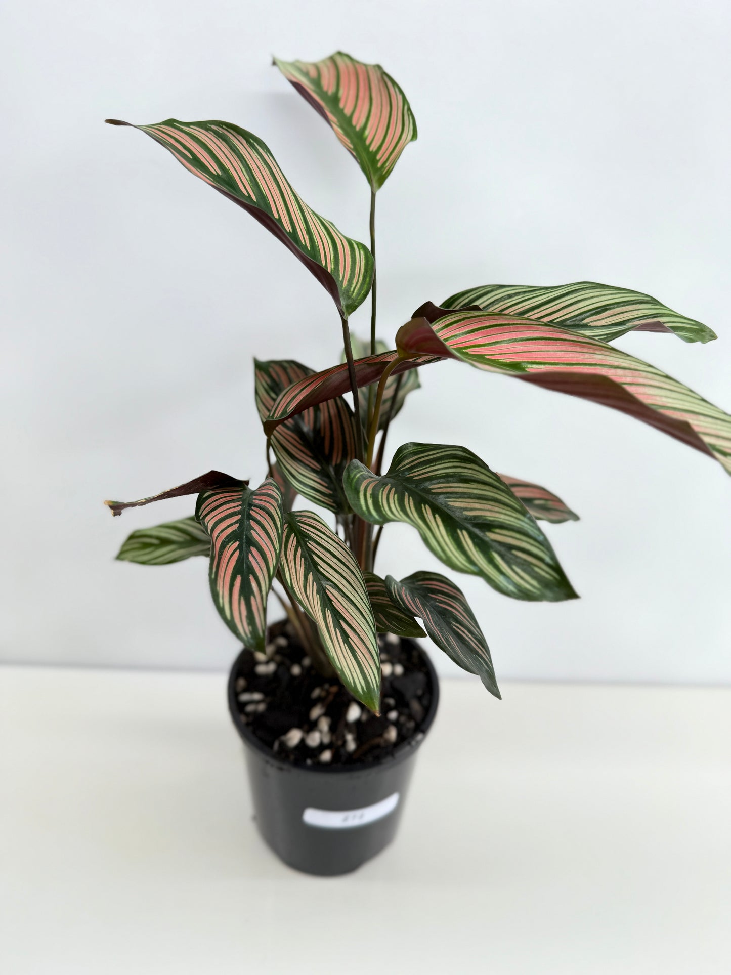Calathea White Star - Best Pick of the Crop!