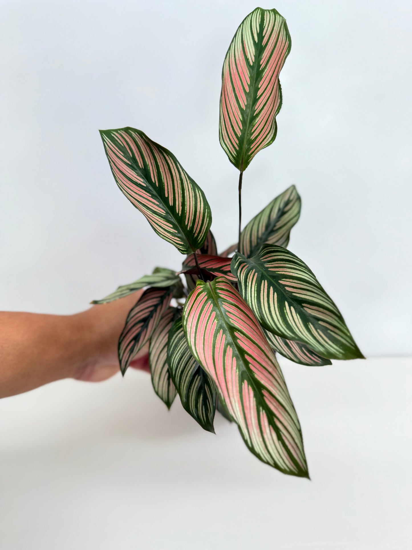 Calathea White Star - Best Pick of the Crop!