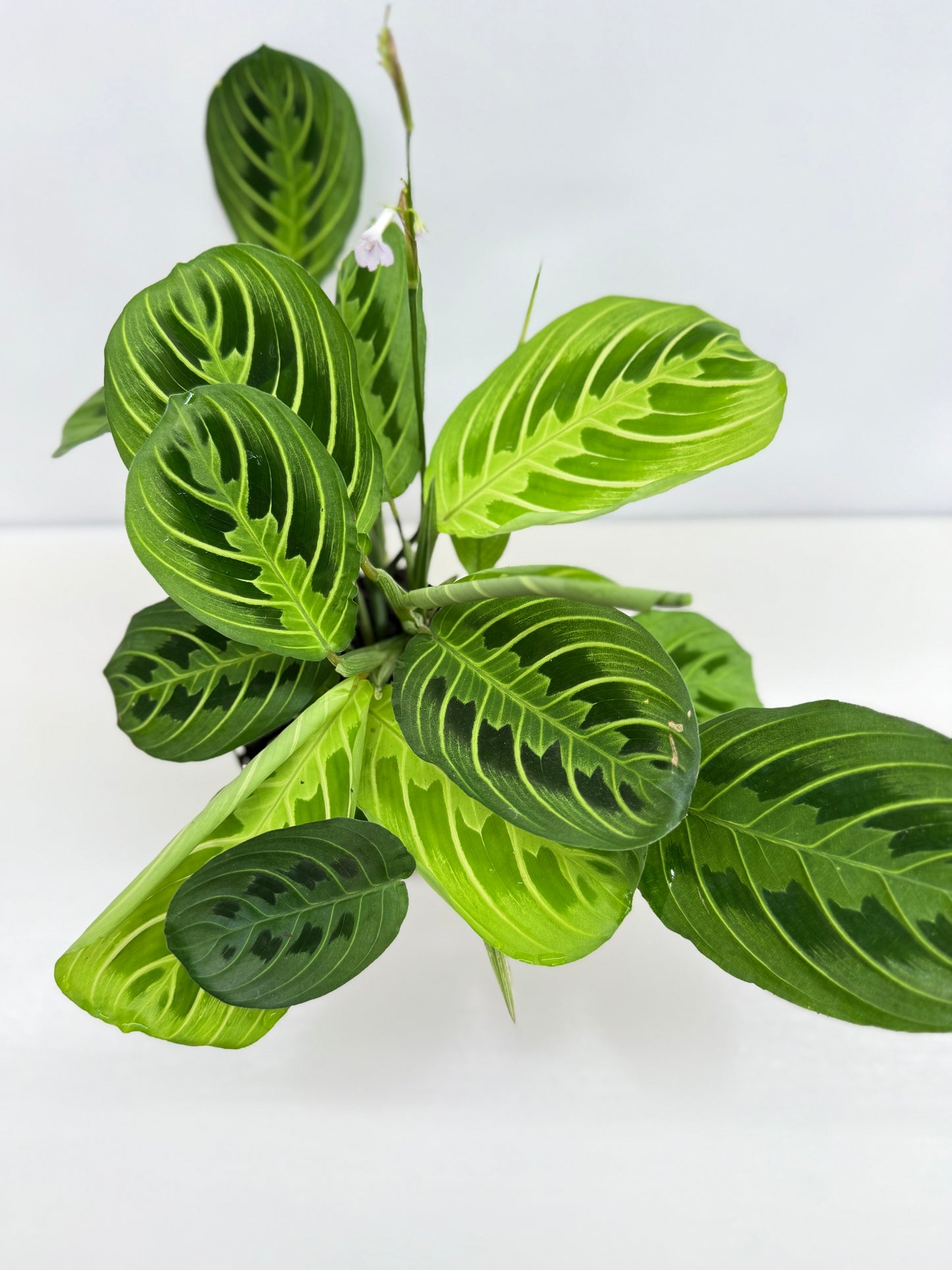 Maranta leuconeura Lemon Lime Z73