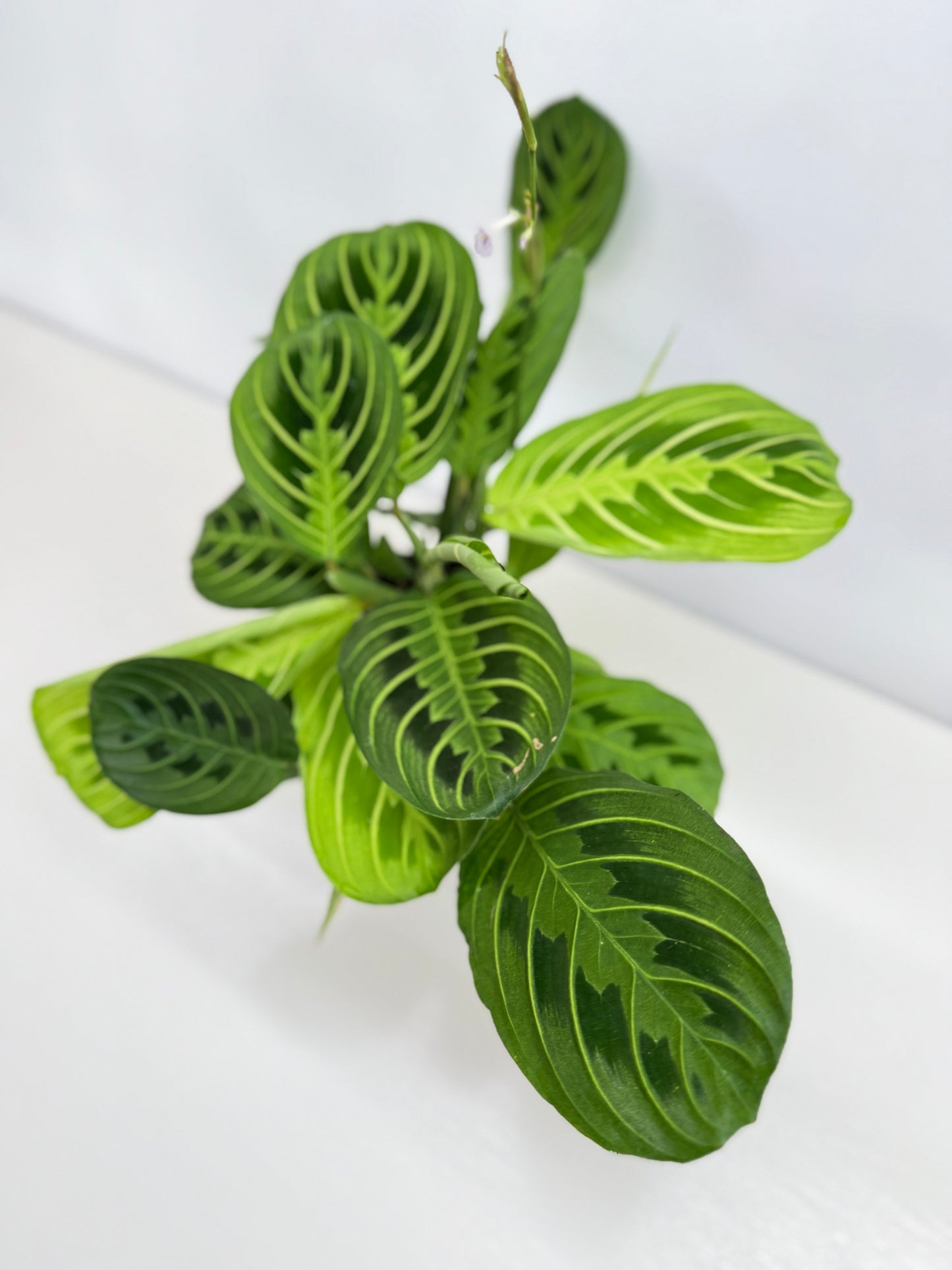 Maranta leuconeura Lemon Lime Z73