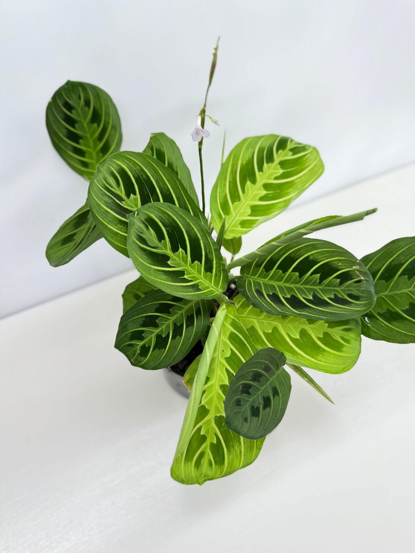 Maranta leuconeura Lemon Lime Z73