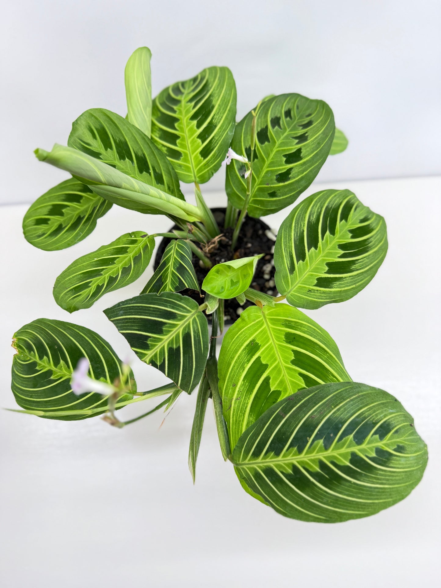 Maranta leuconeura Lemon Lime Z74
