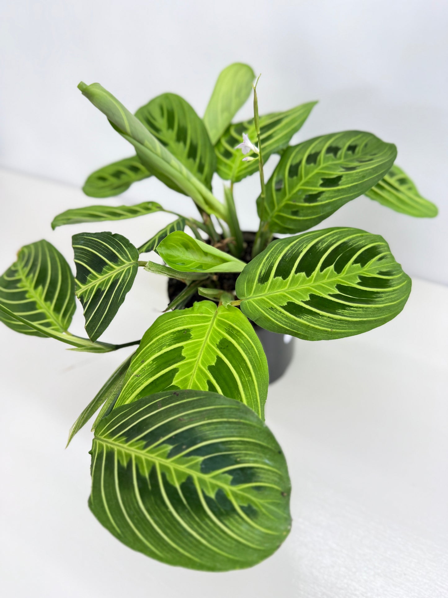 Maranta leuconeura Lemon Lime Z74