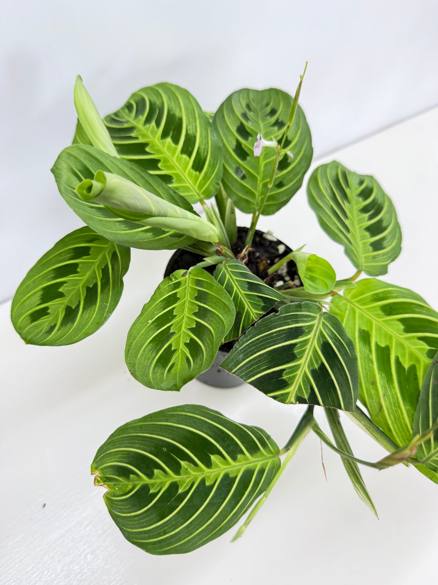 Maranta leuconeura Lemon Lime Z74