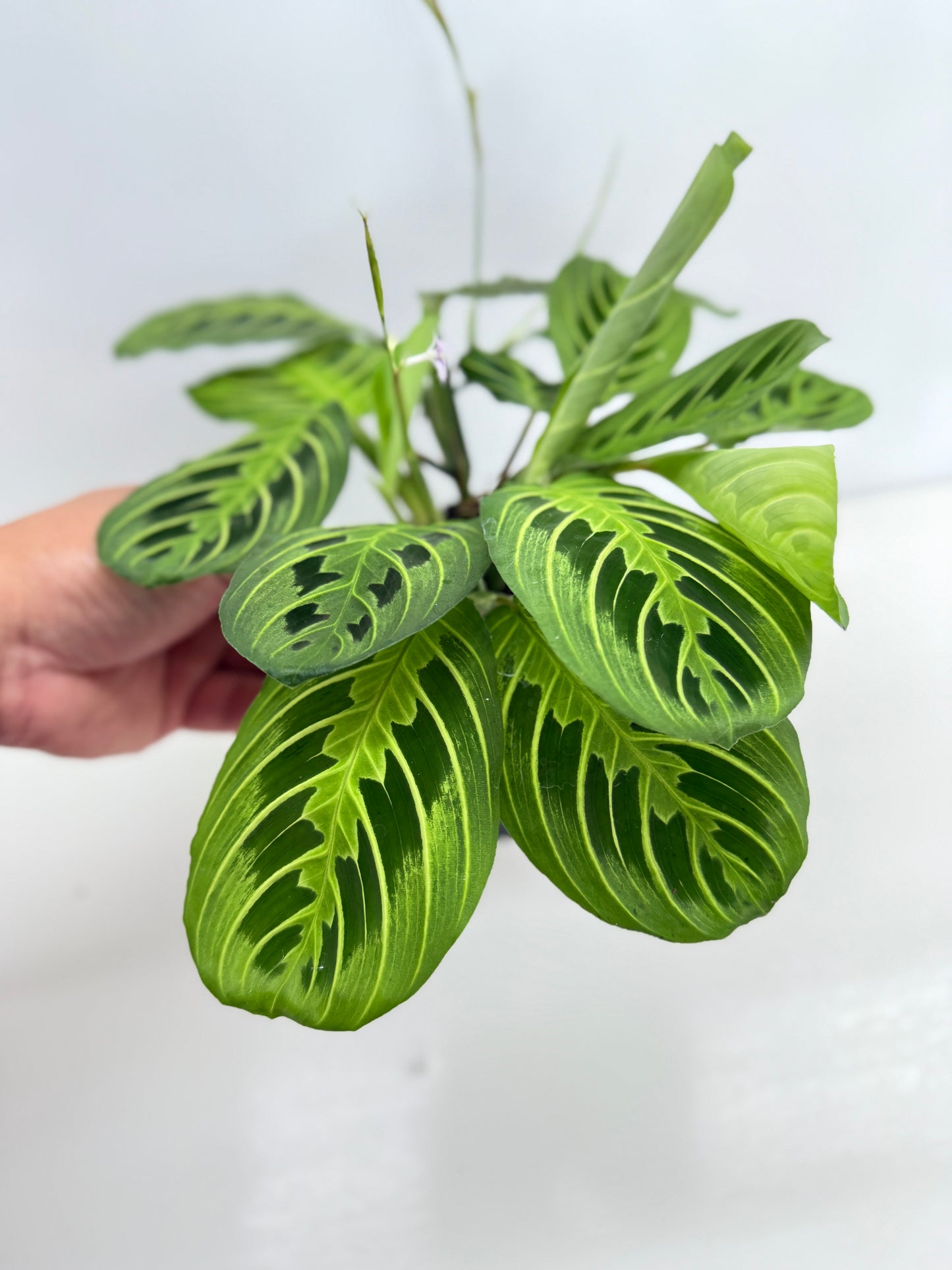 Maranta leuconeura Lemon Lime Z74