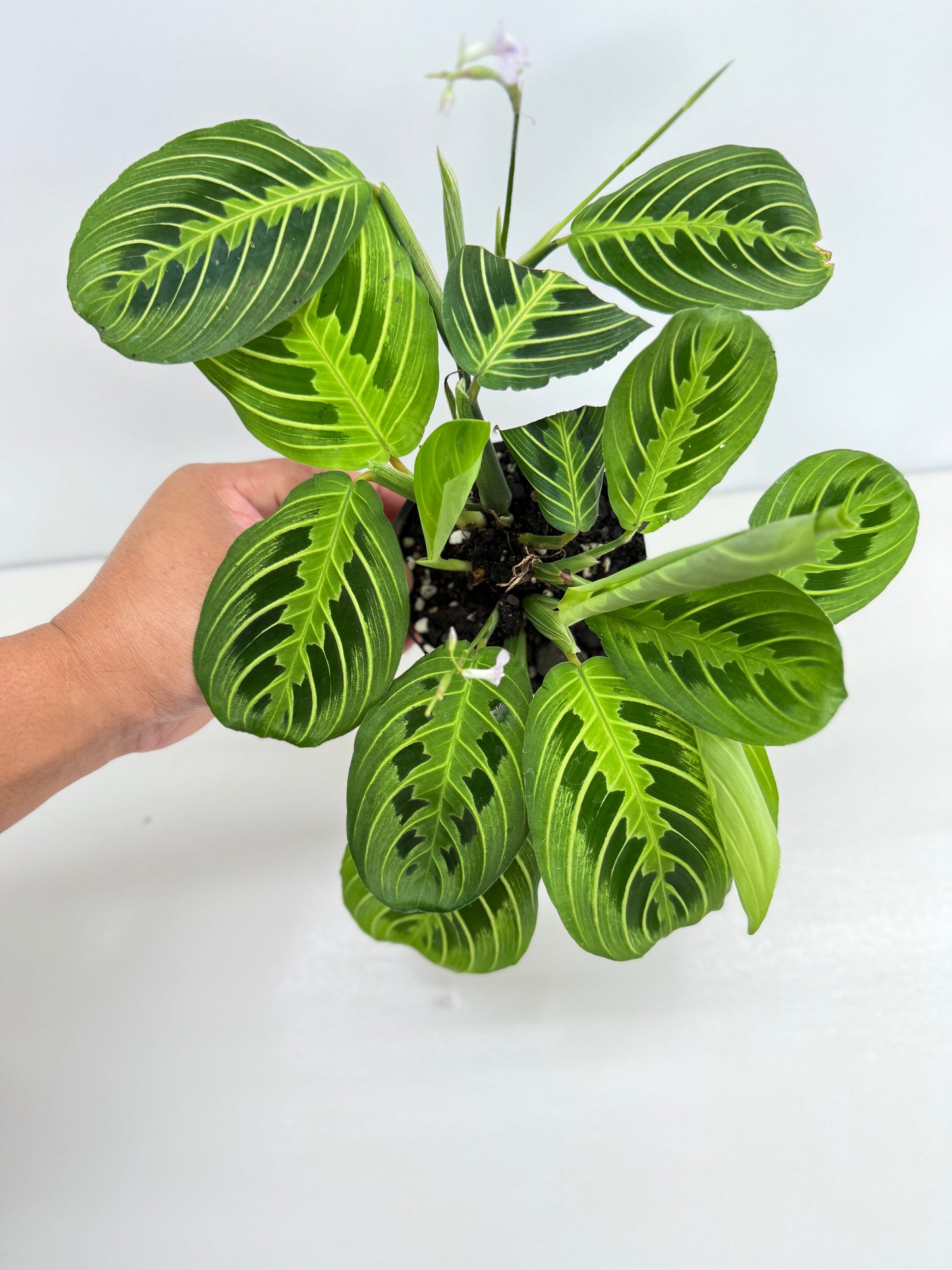 Maranta leuconeura Lemon Lime Z74