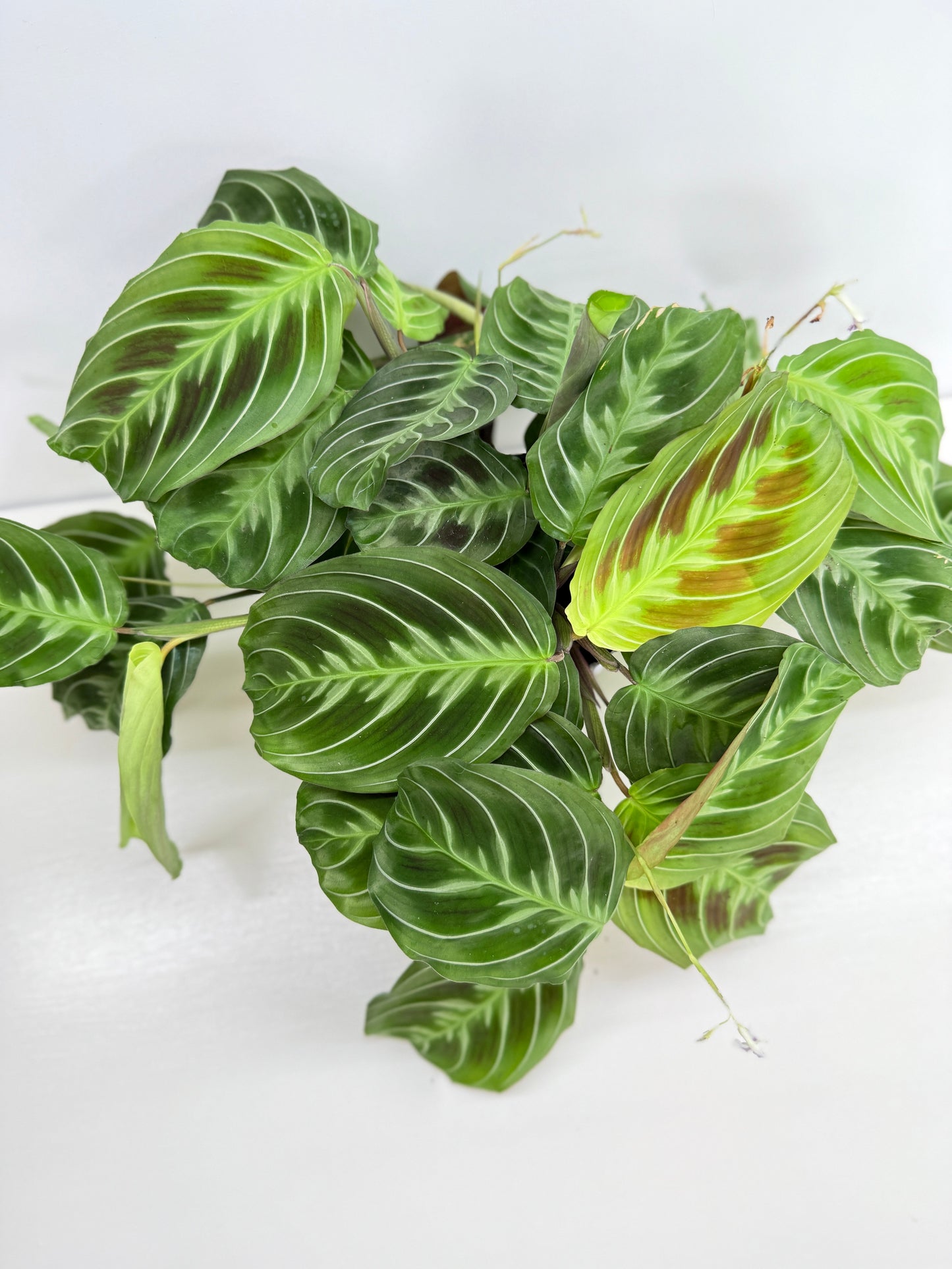 Maranta leuconeura 'Massangeana' (Black Prayer Plant) Z75