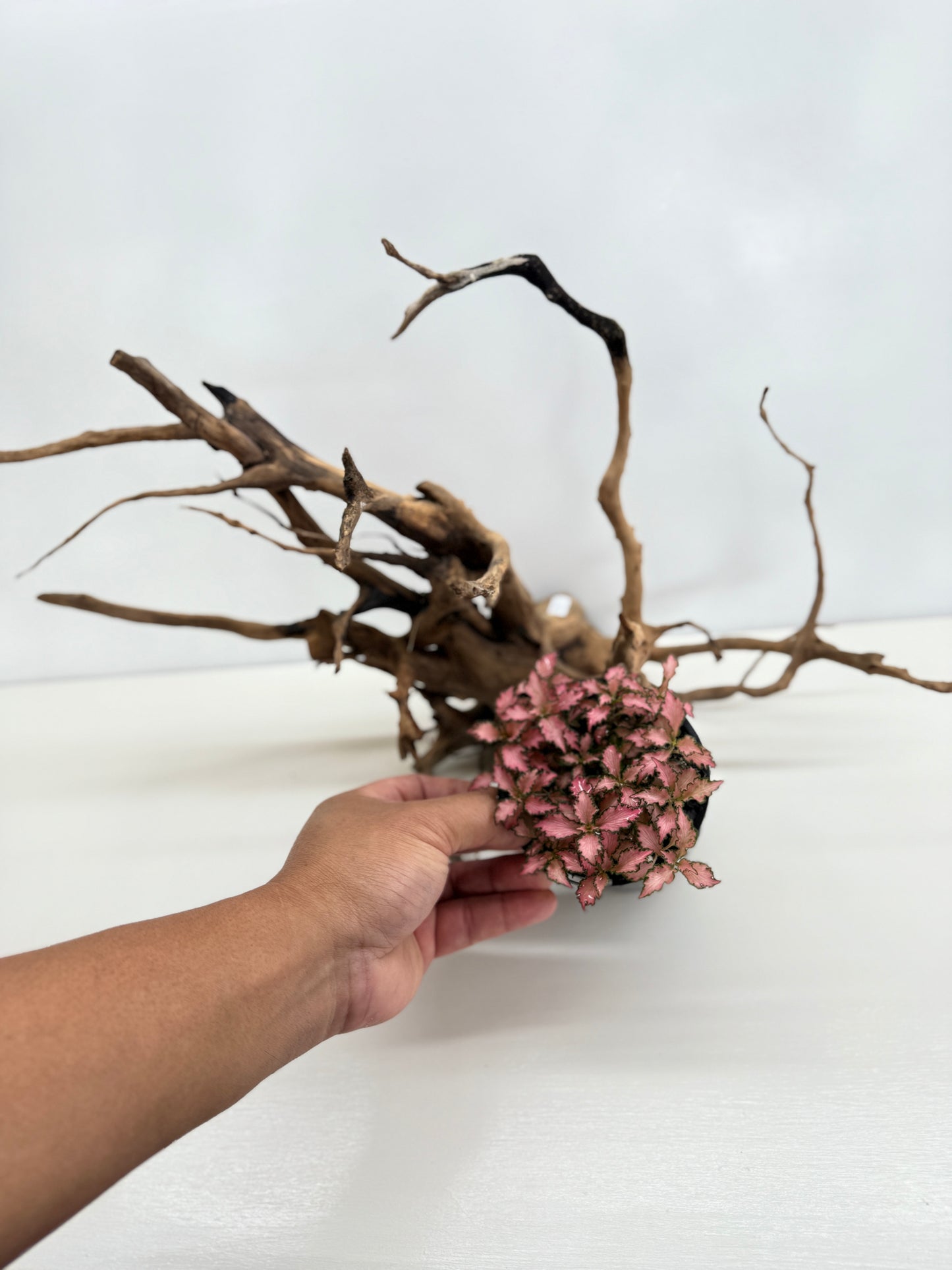 Terrarium Driftwood Accessory Z79