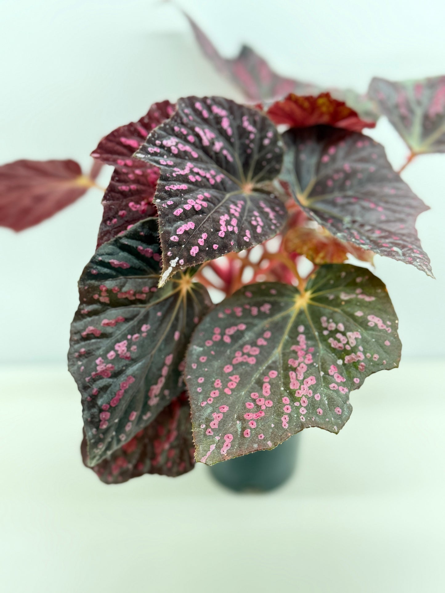 Begonia Cherry Blossom Z40