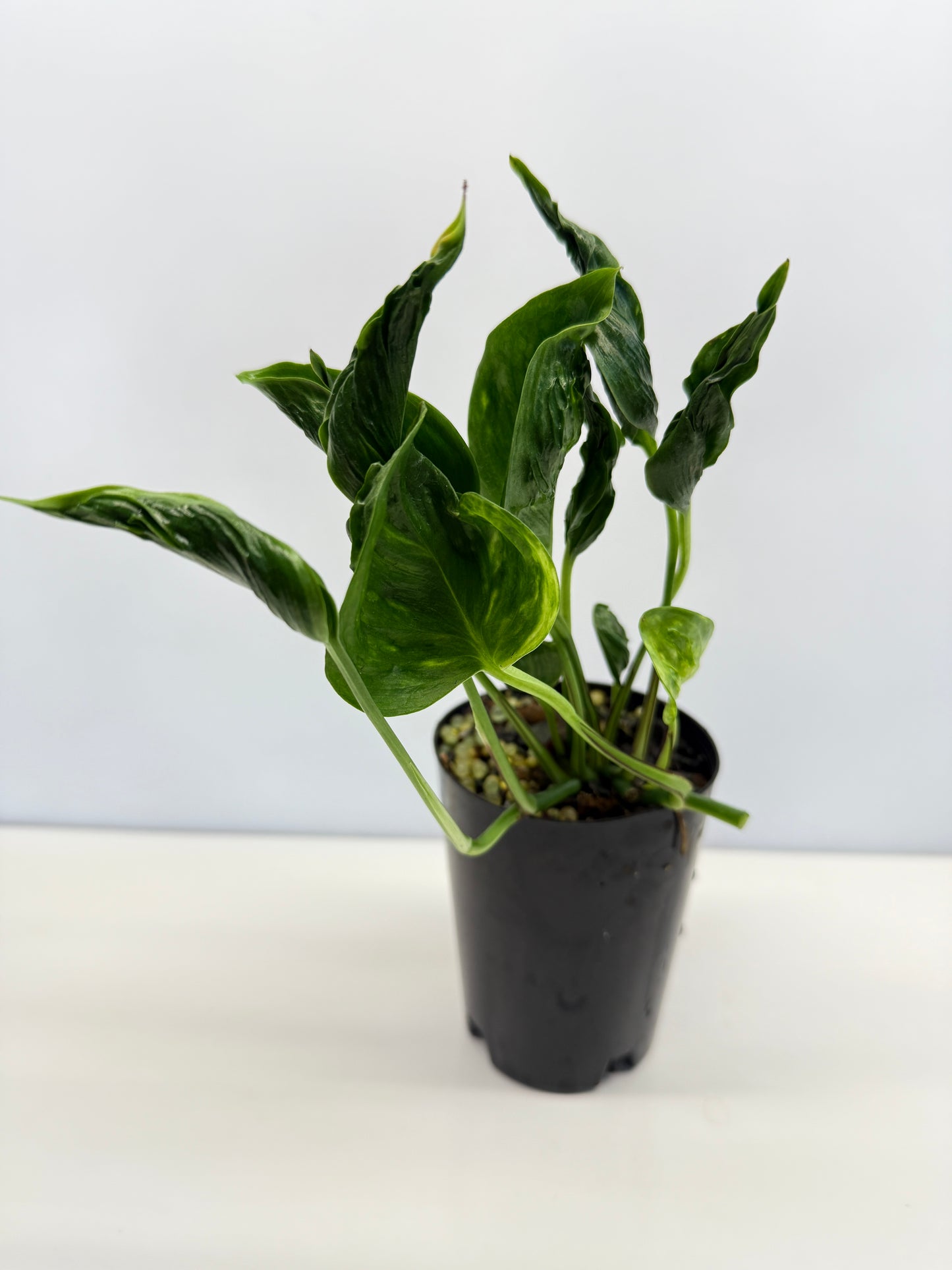 Epipremnum Shangri La aka Godzilla Pothos - Best Pick of the Crop!