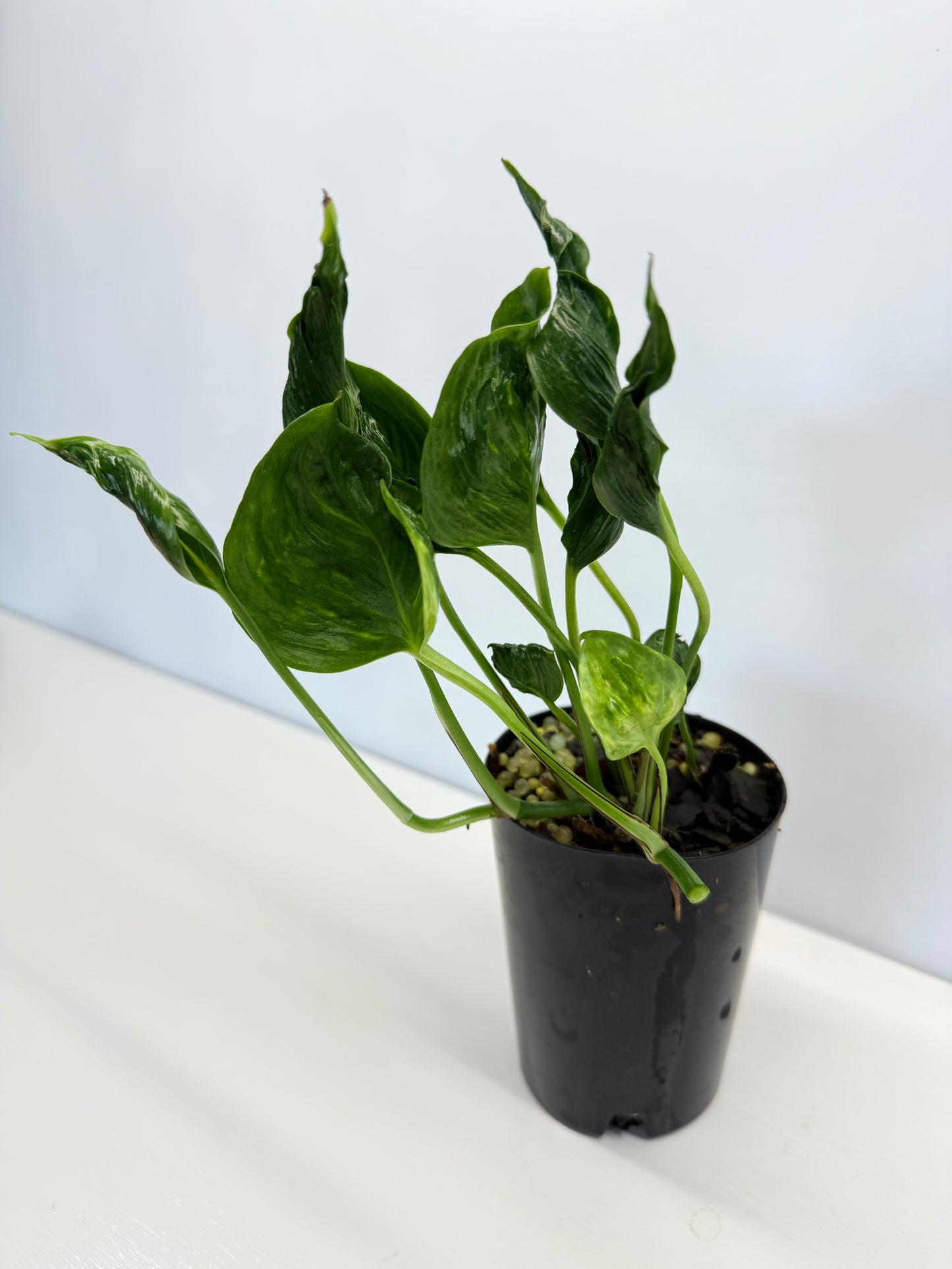Epipremnum Shangri La aka Godzilla Pothos - Best Pick of the Crop!