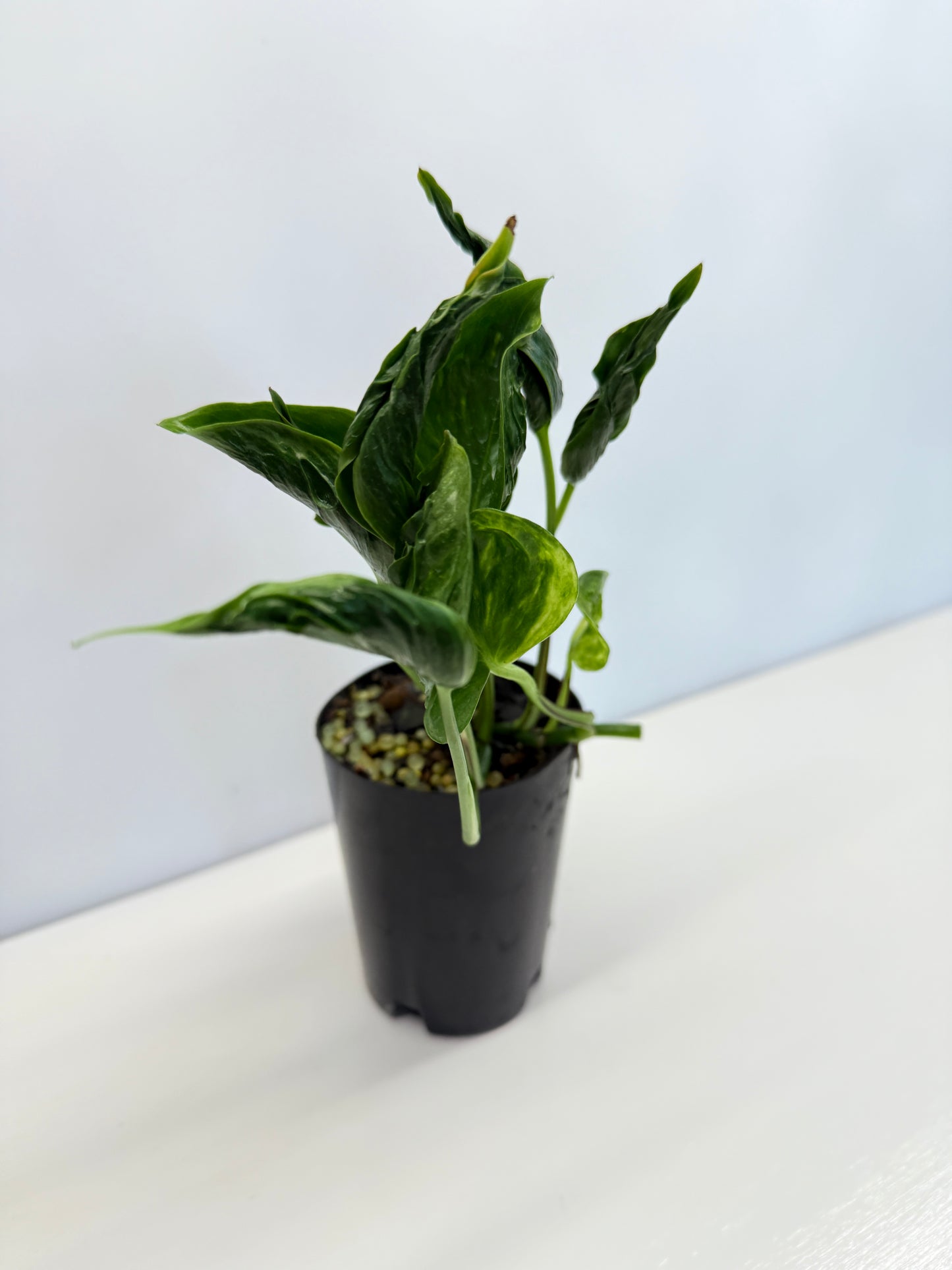 Epipremnum Shangri La aka Godzilla Pothos - Best Pick of the Crop!
