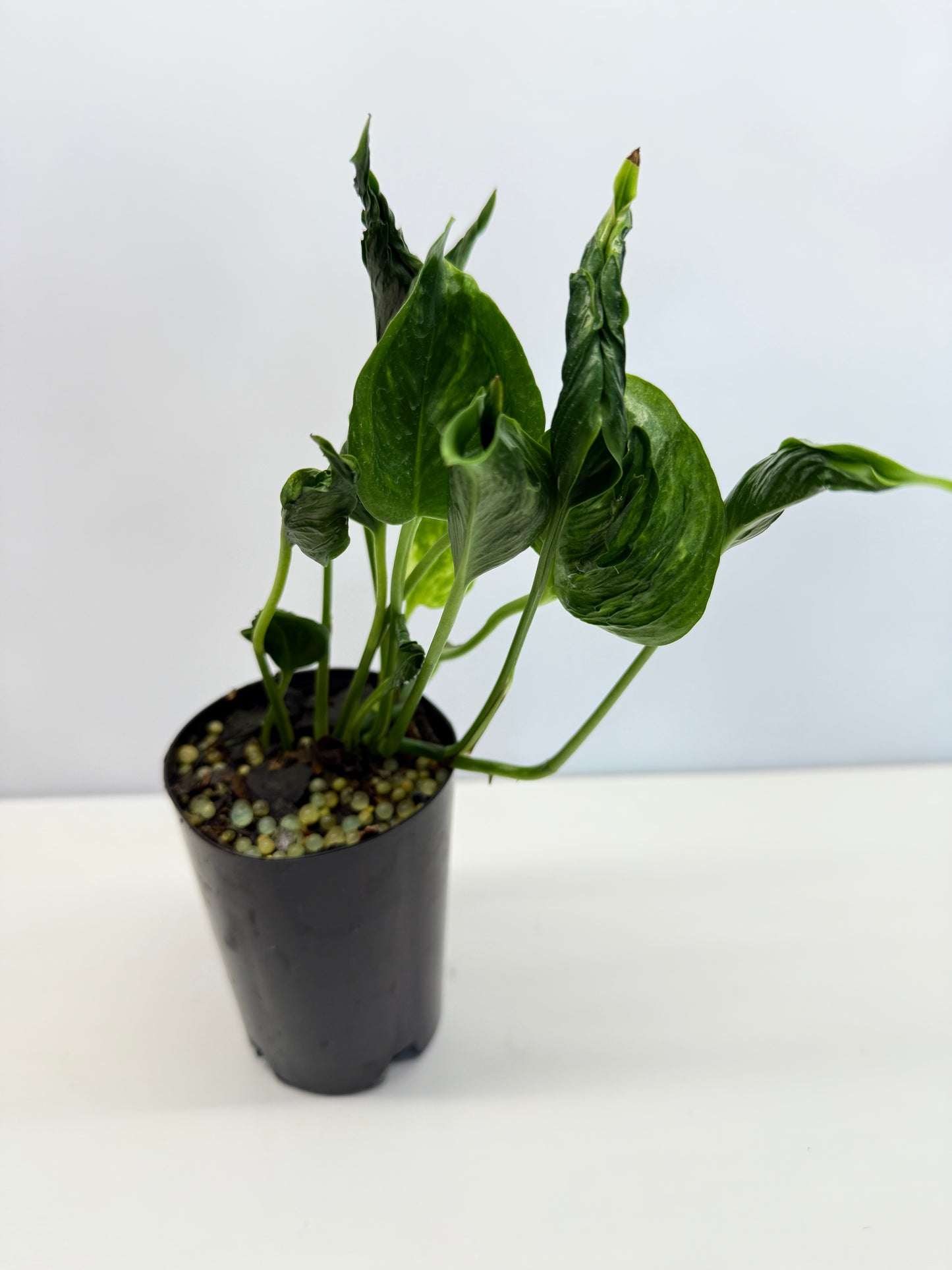 Epipremnum Shangri La aka Godzilla Pothos - Best Pick of the Crop!