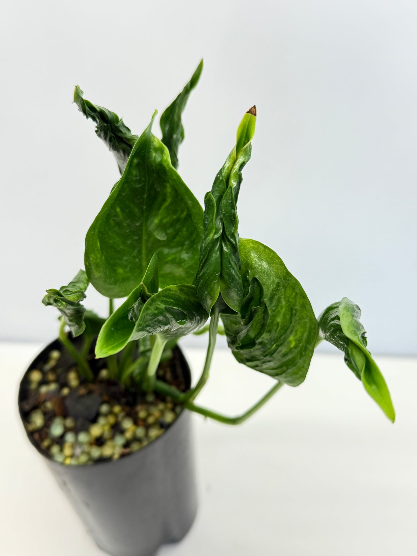 Epipremnum Shangri La aka Godzilla Pothos - Best Pick of the Crop!
