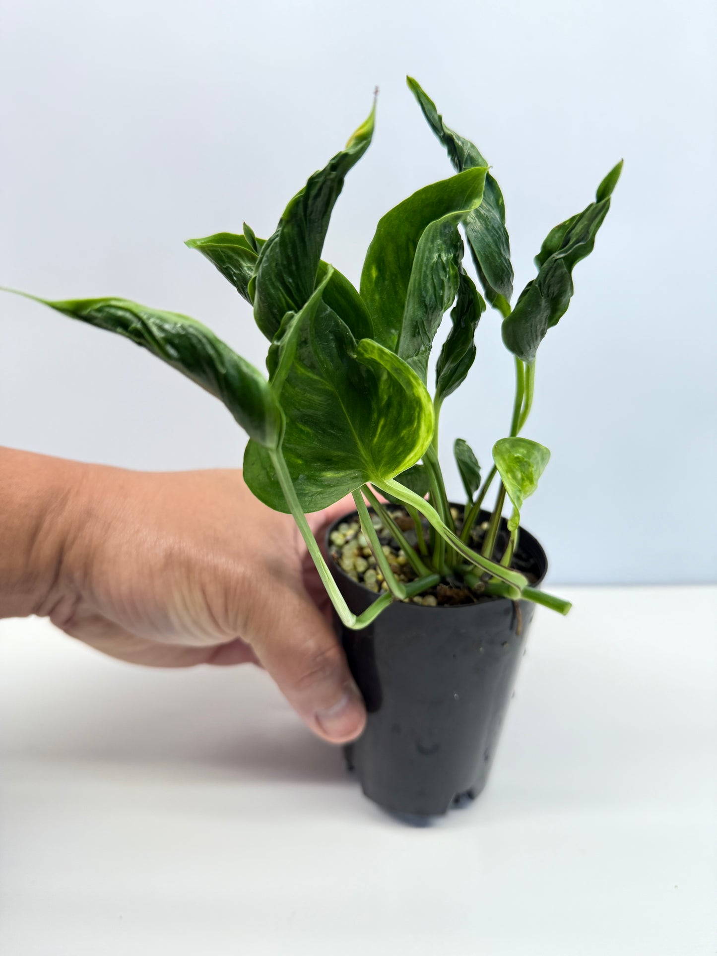 Epipremnum Shangri La aka Godzilla Pothos - Best Pick of the Crop!