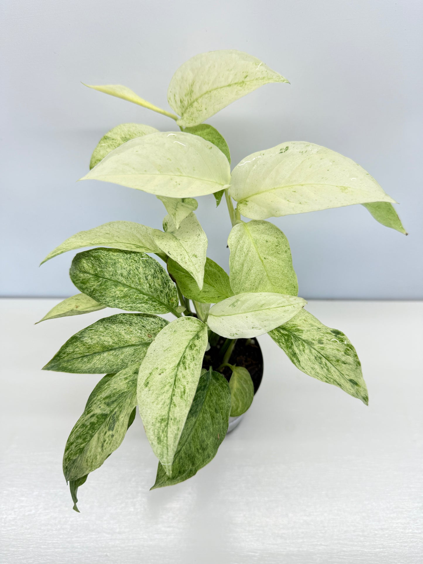 Monstera laniata Mint Variegated - Best Pick of the Crop!