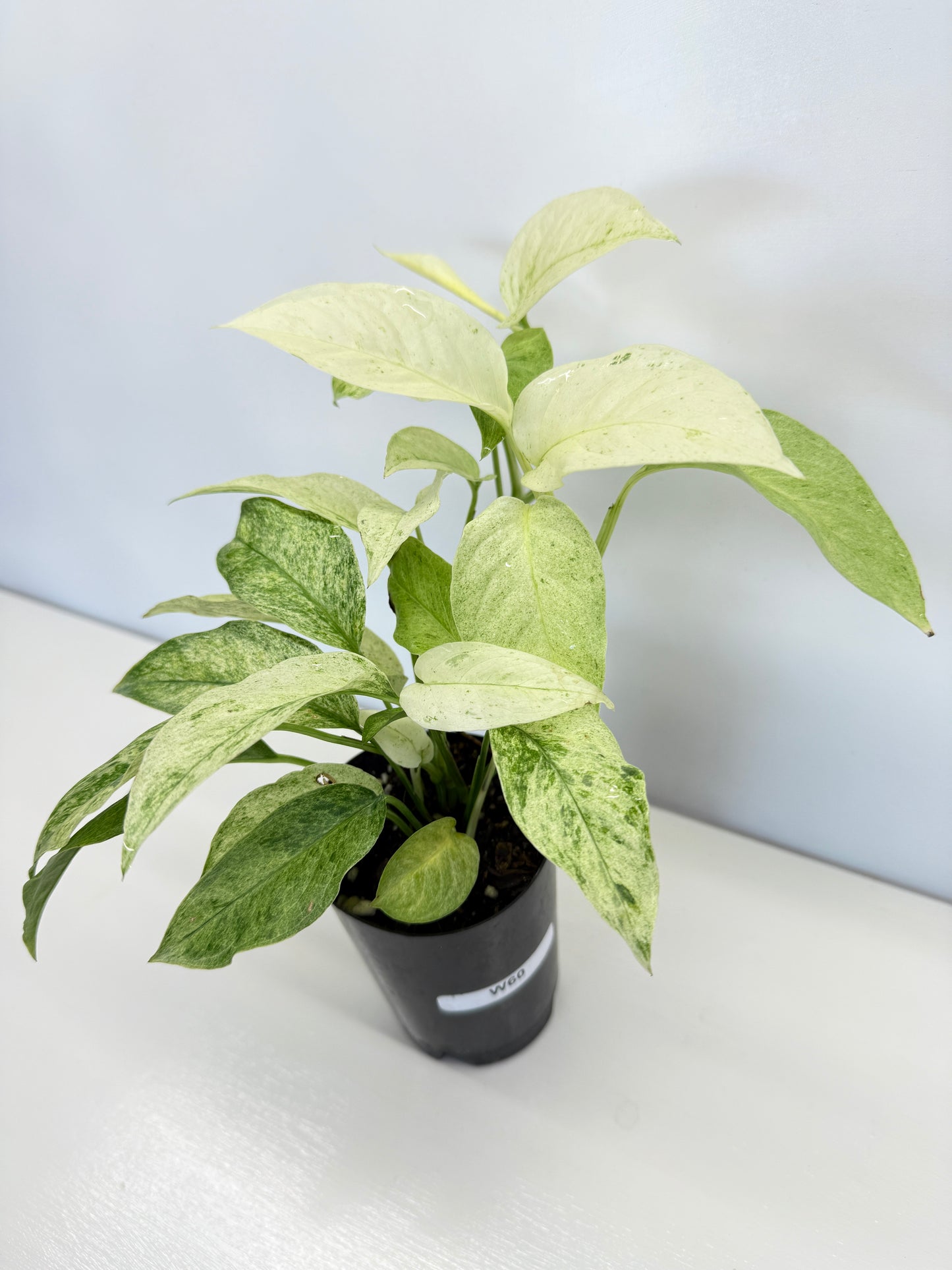 Monstera laniata Mint Variegated - Best Pick of the Crop!