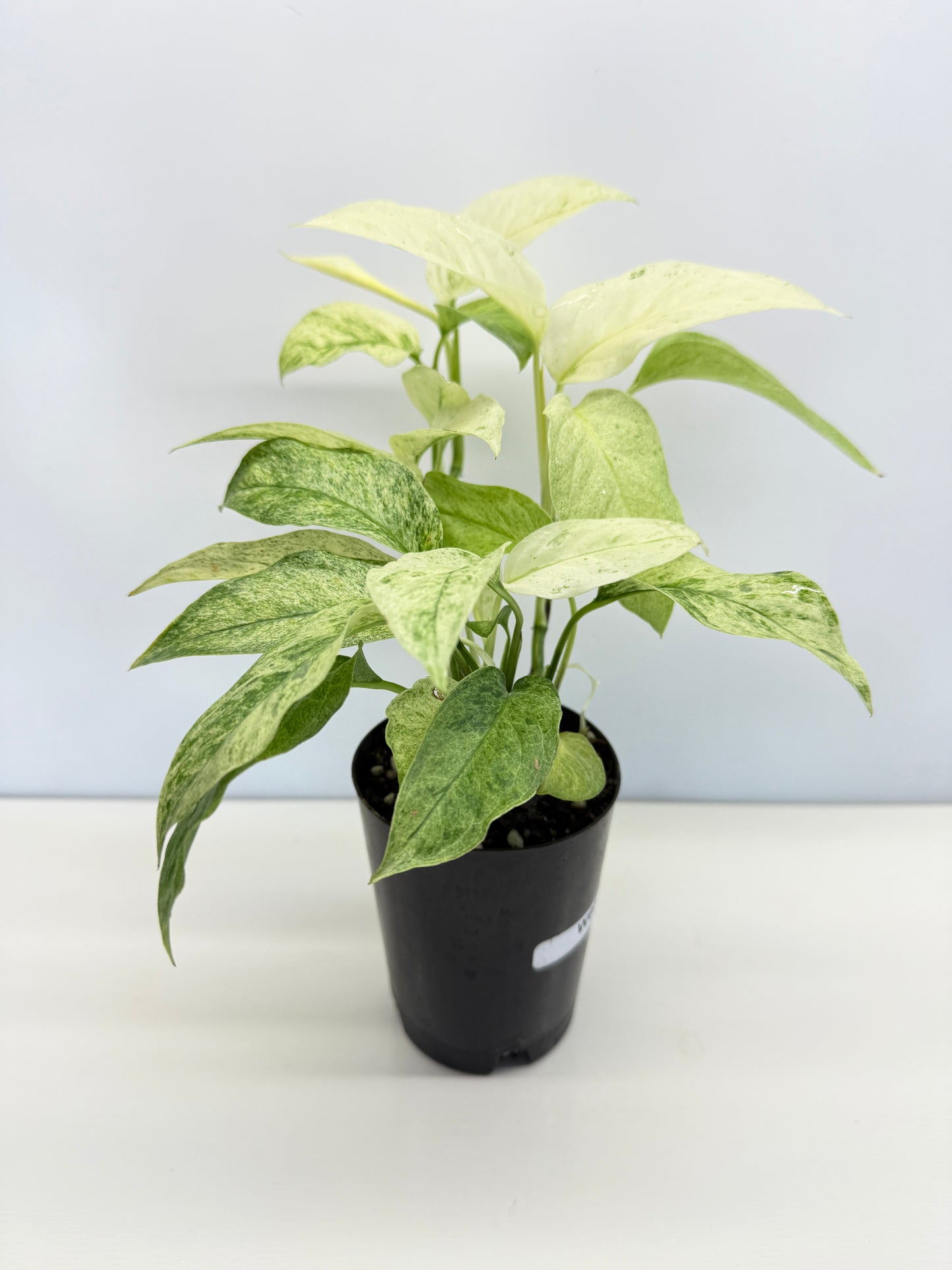 Monstera laniata Mint Variegated - Best Pick of the Crop!