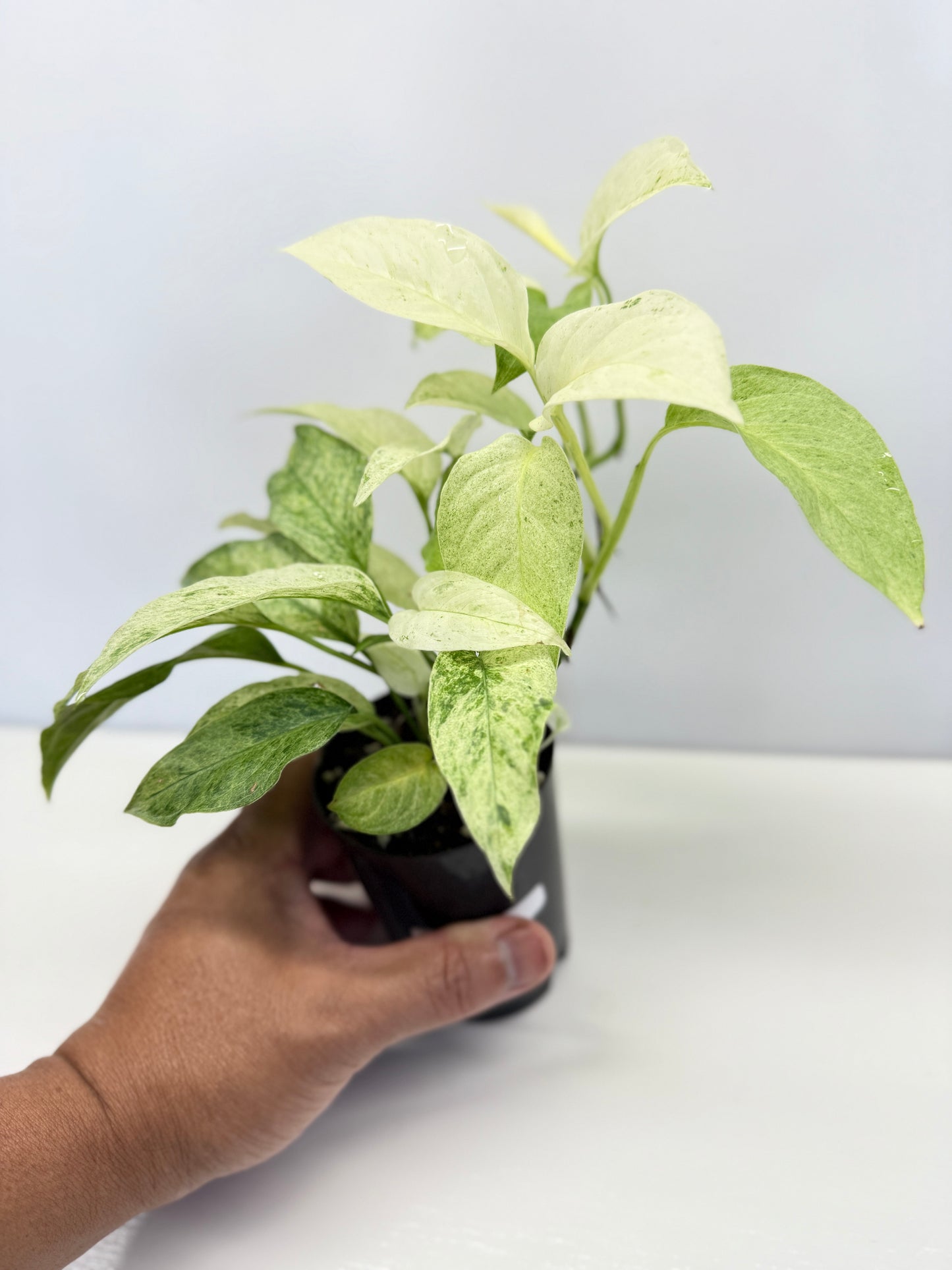 Monstera laniata Mint Variegated - Best Pick of the Crop!