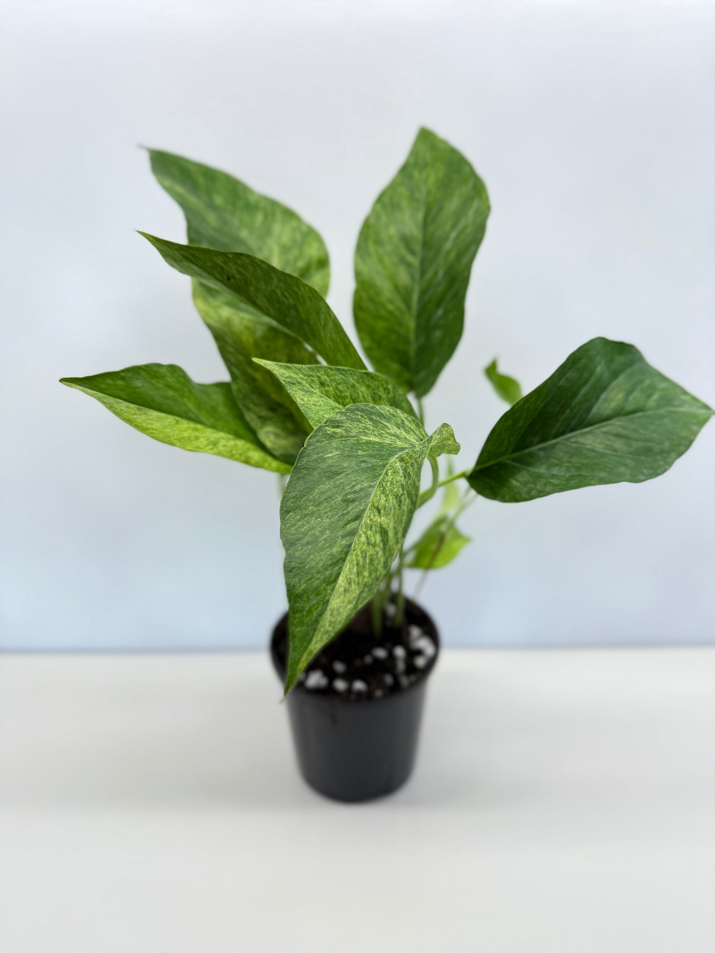 Epipremnum pinnatum 'Mint' Variegata - Best Pick of the Crop!