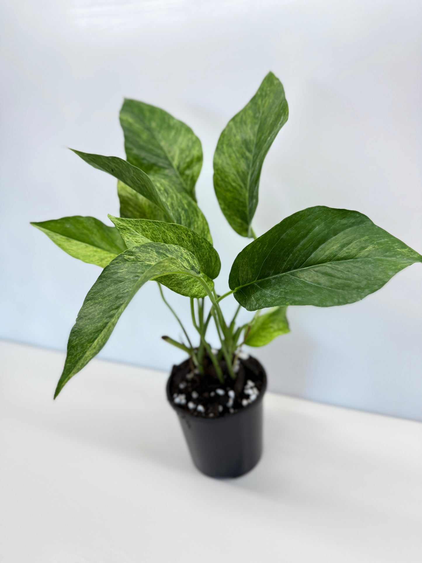Epipremnum pinnatum 'Mint' Variegata - Best Pick of the Crop!