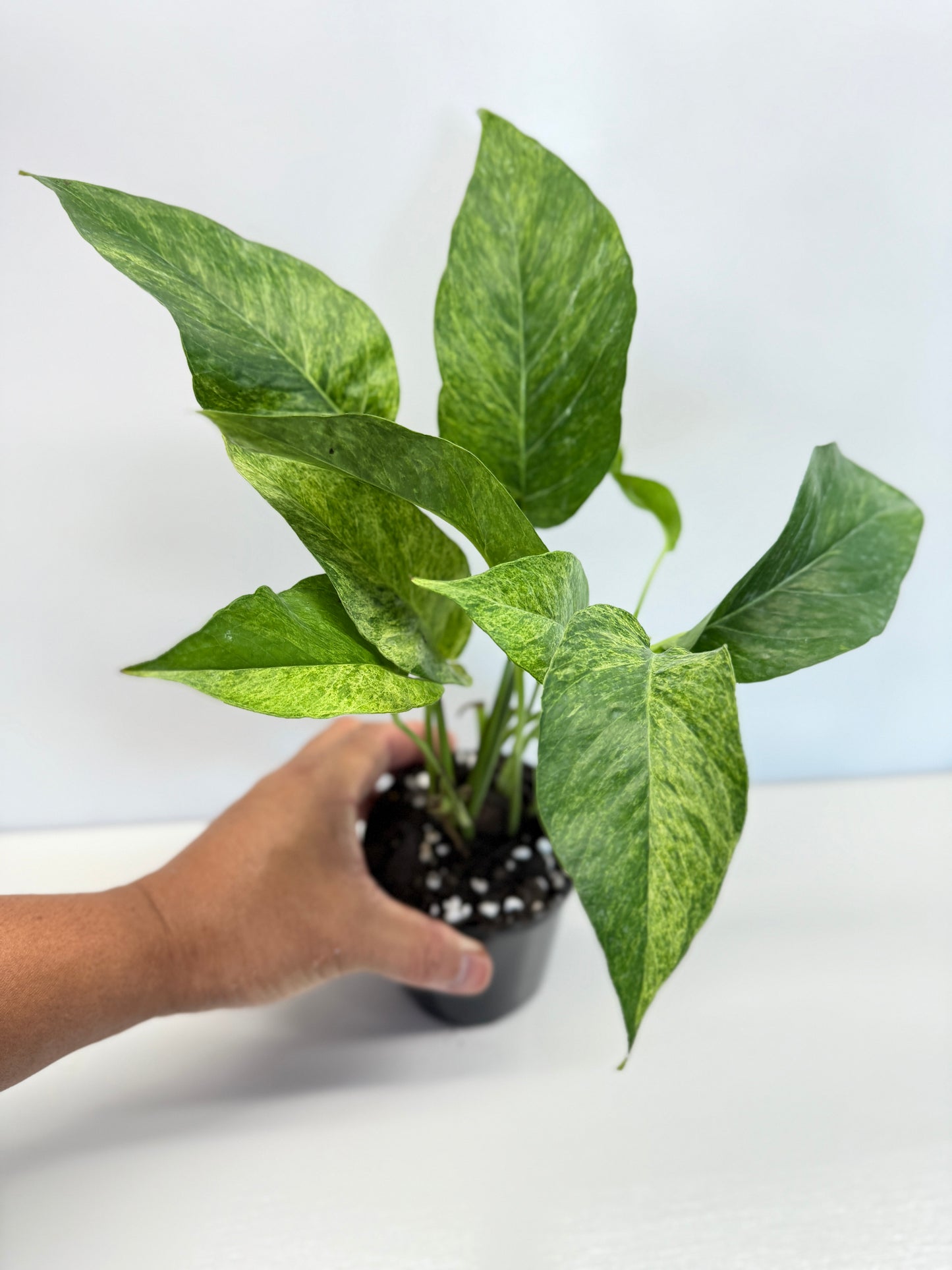 Epipremnum pinnatum 'Mint' Variegata - Best Pick of the Crop!