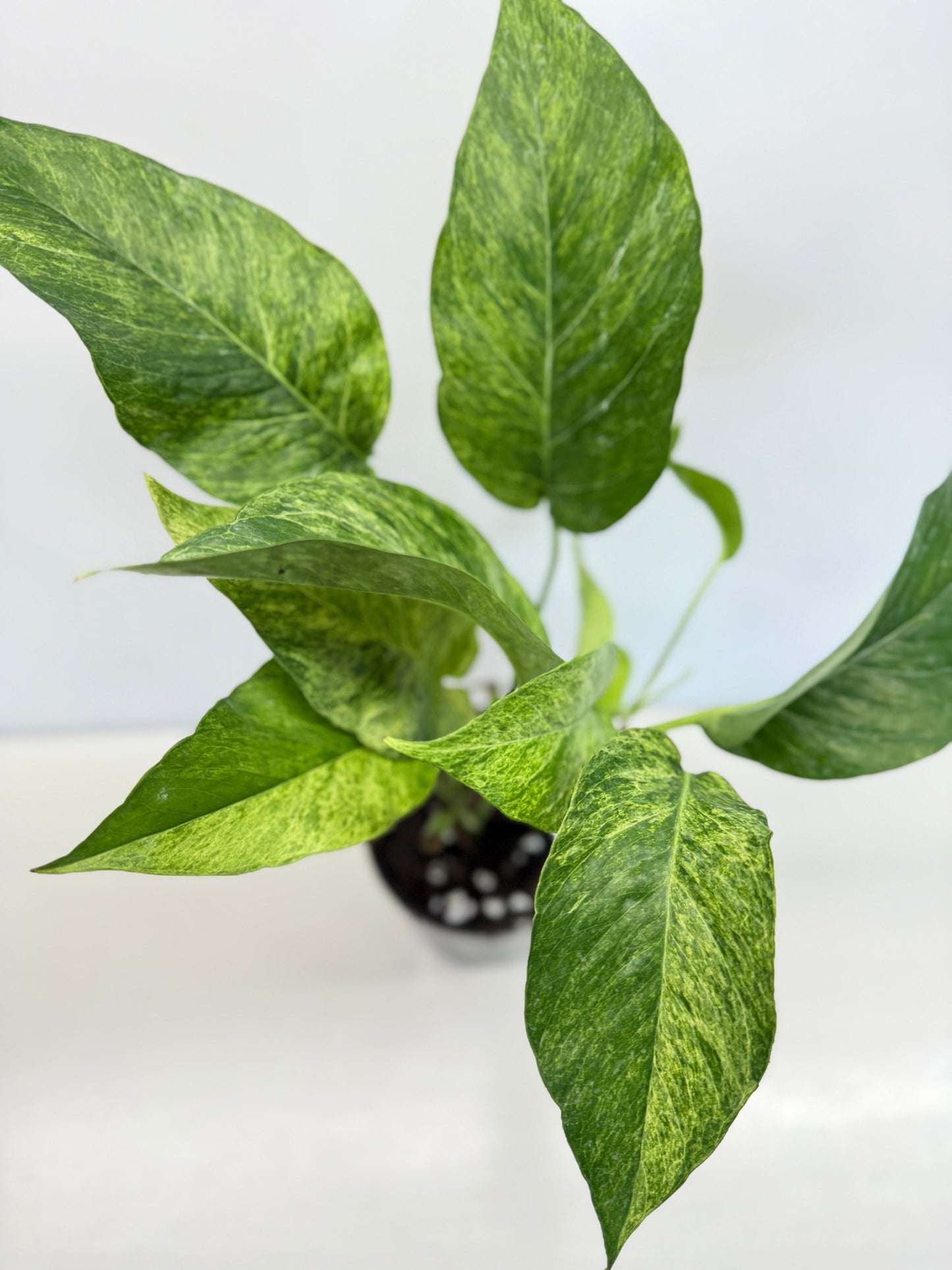 Epipremnum pinnatum 'Mint' Variegata - Best Pick of the Crop!