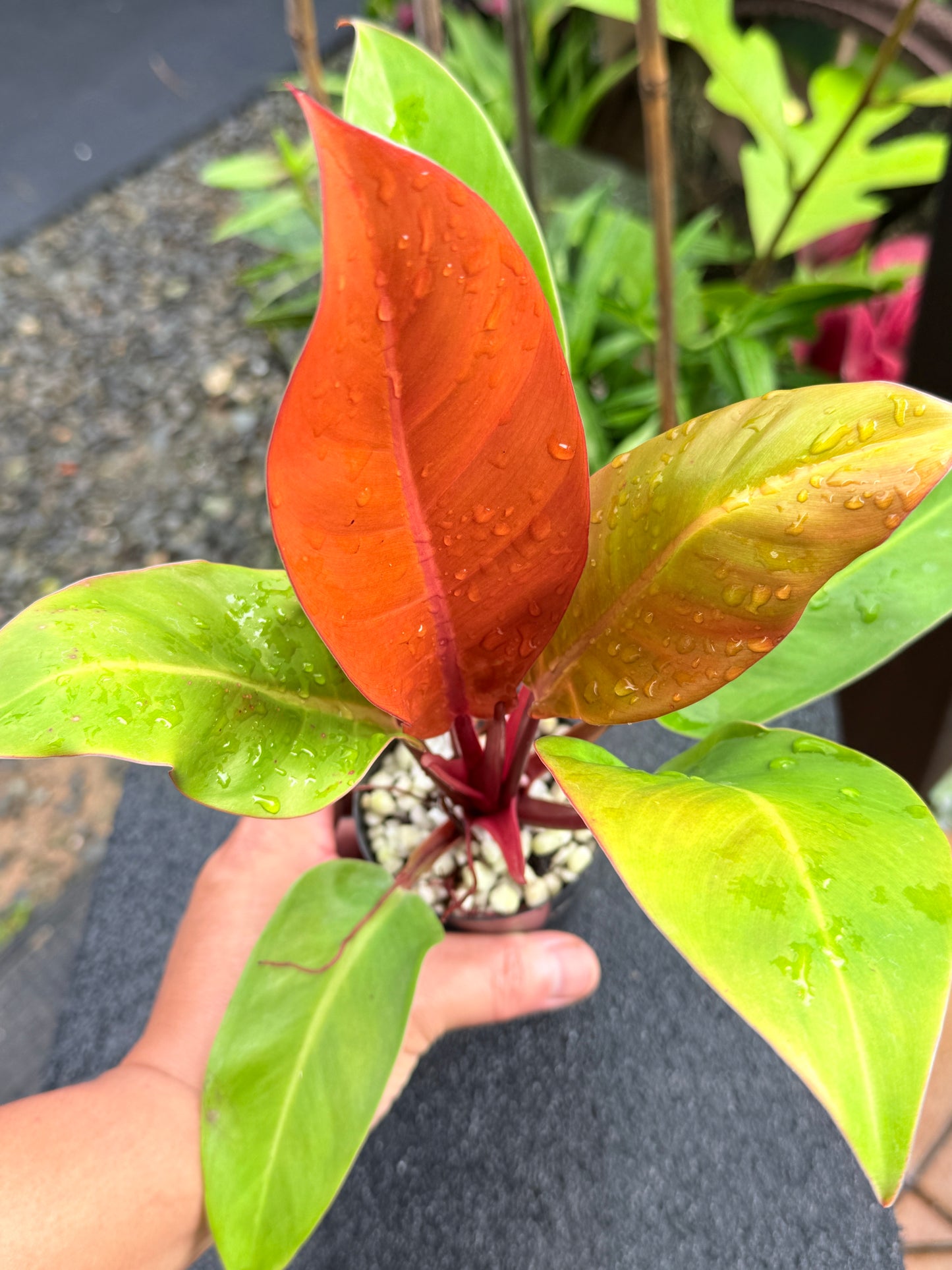 Philodendron 'Prince of Orange' K65